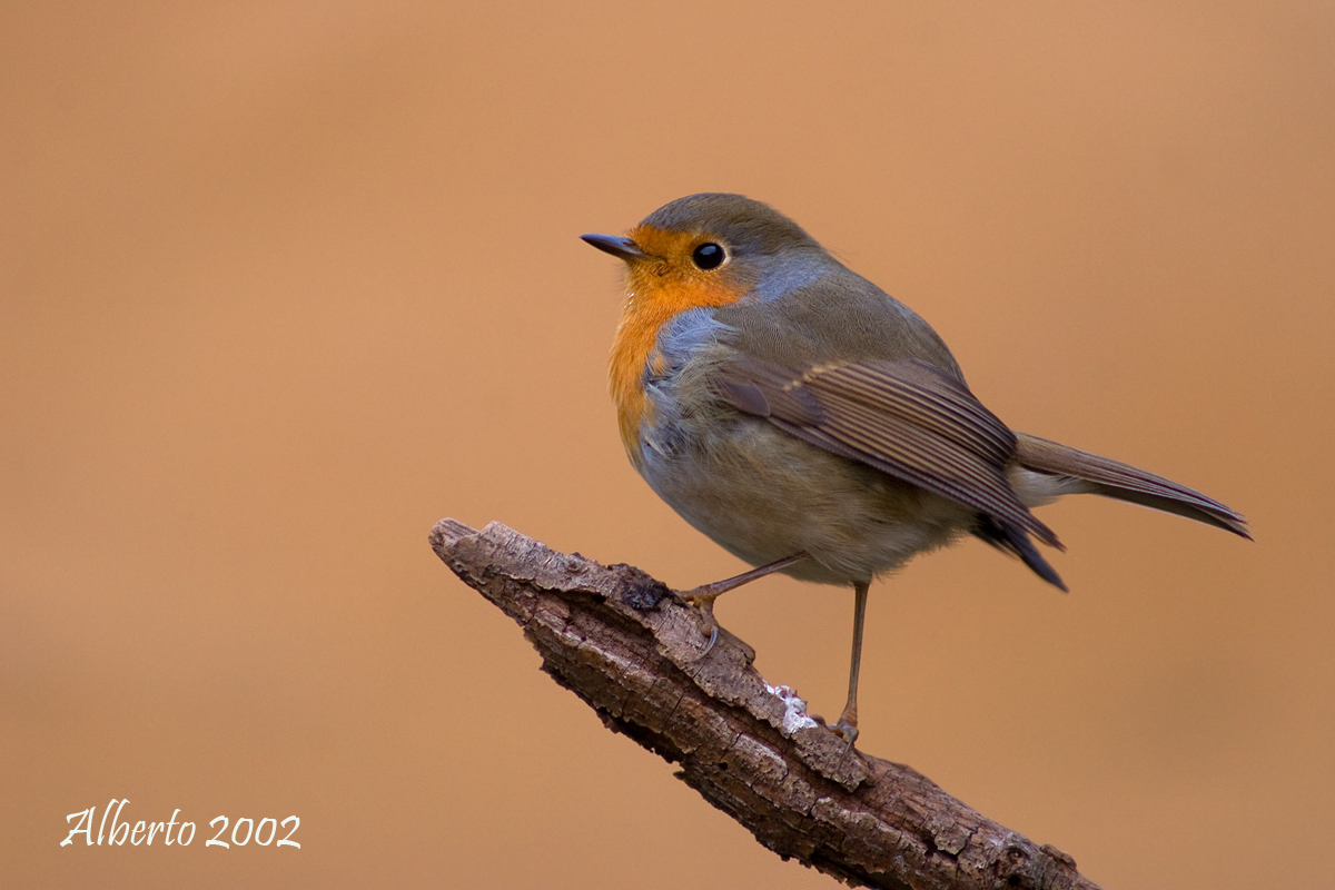 The Redbreast