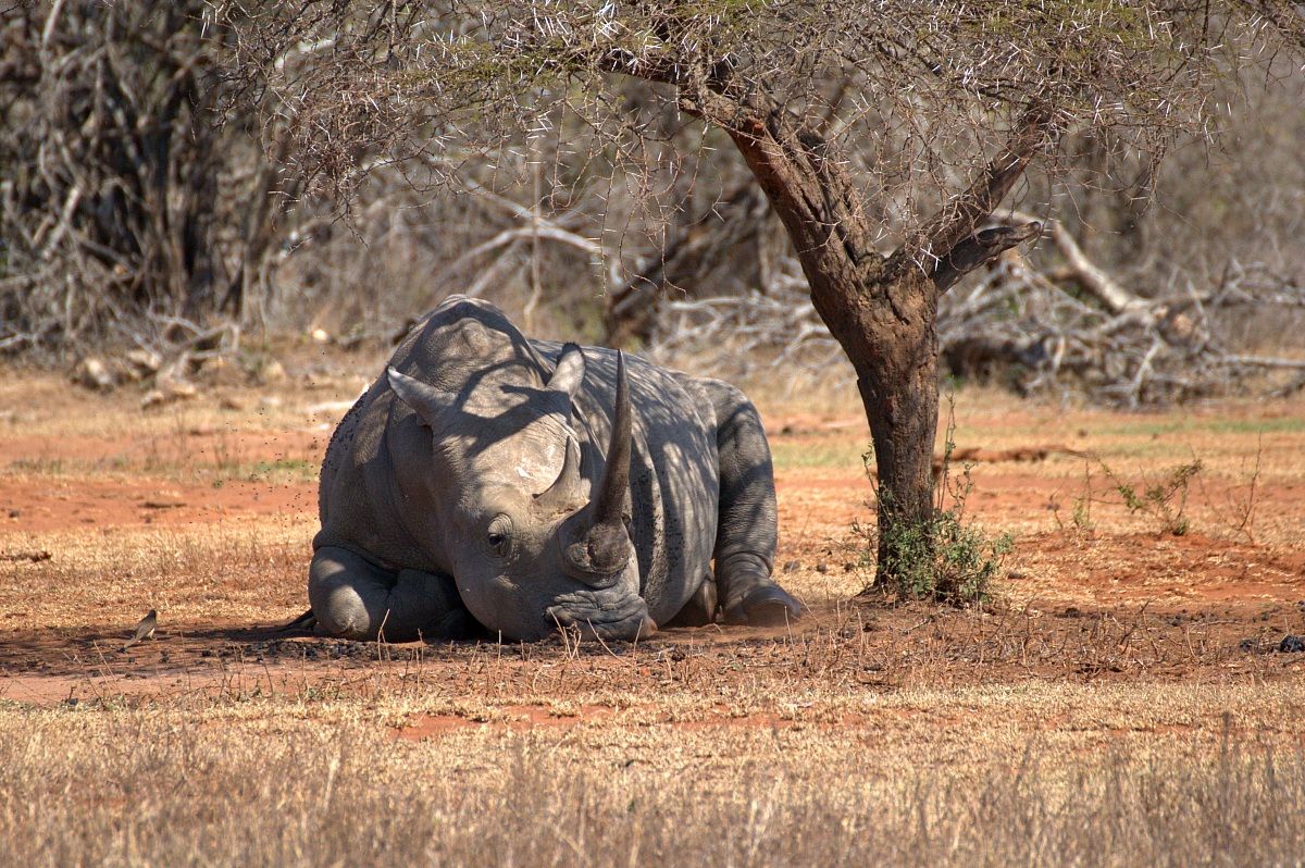 Grandissimo rinoceronte bianco al riposo