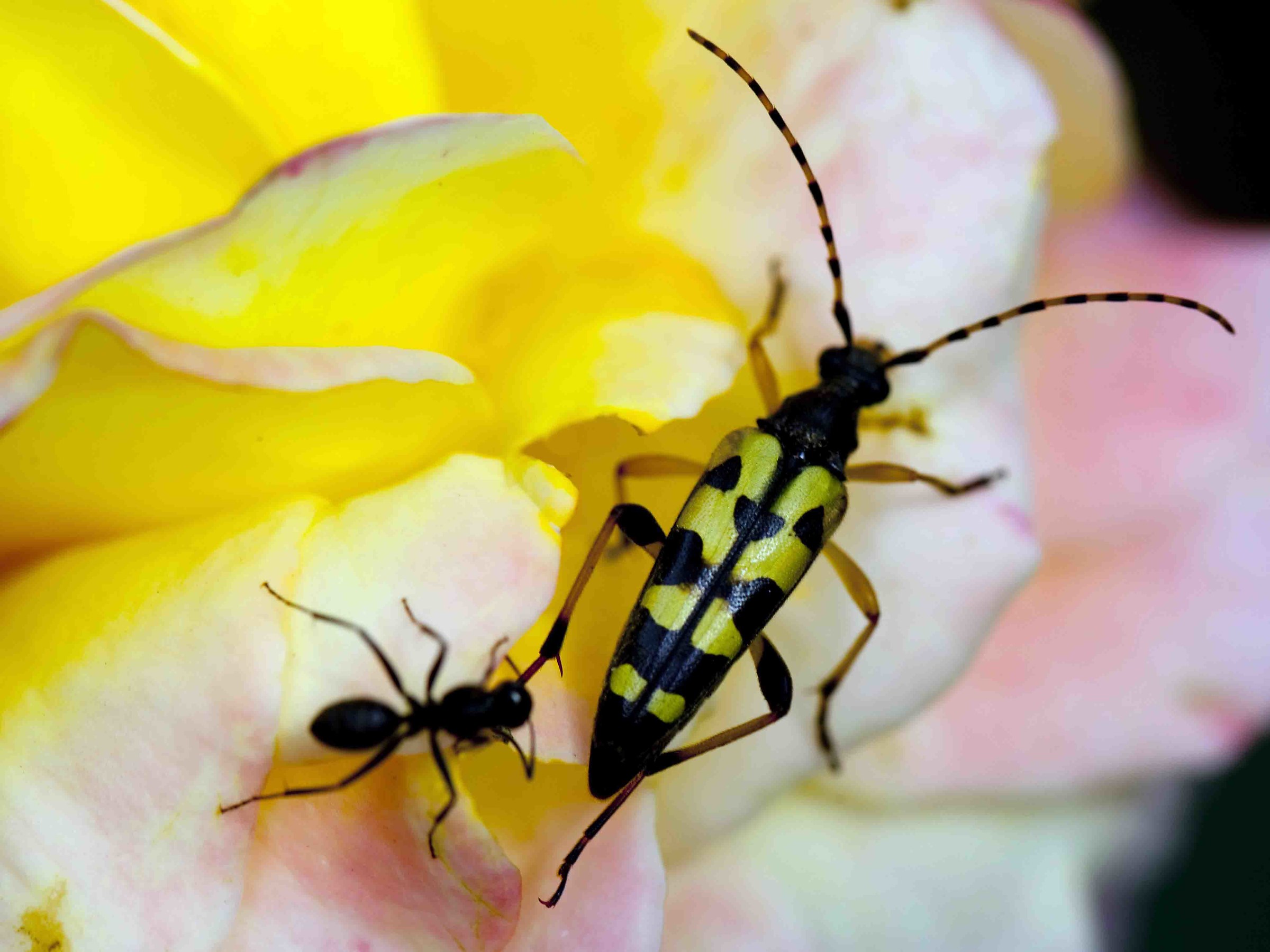 Rutpela spotted with ant