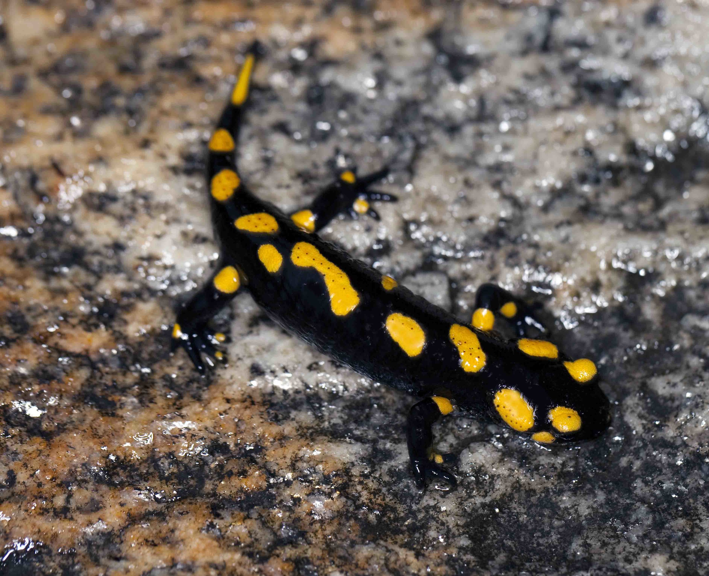 Salamander on a rainy day