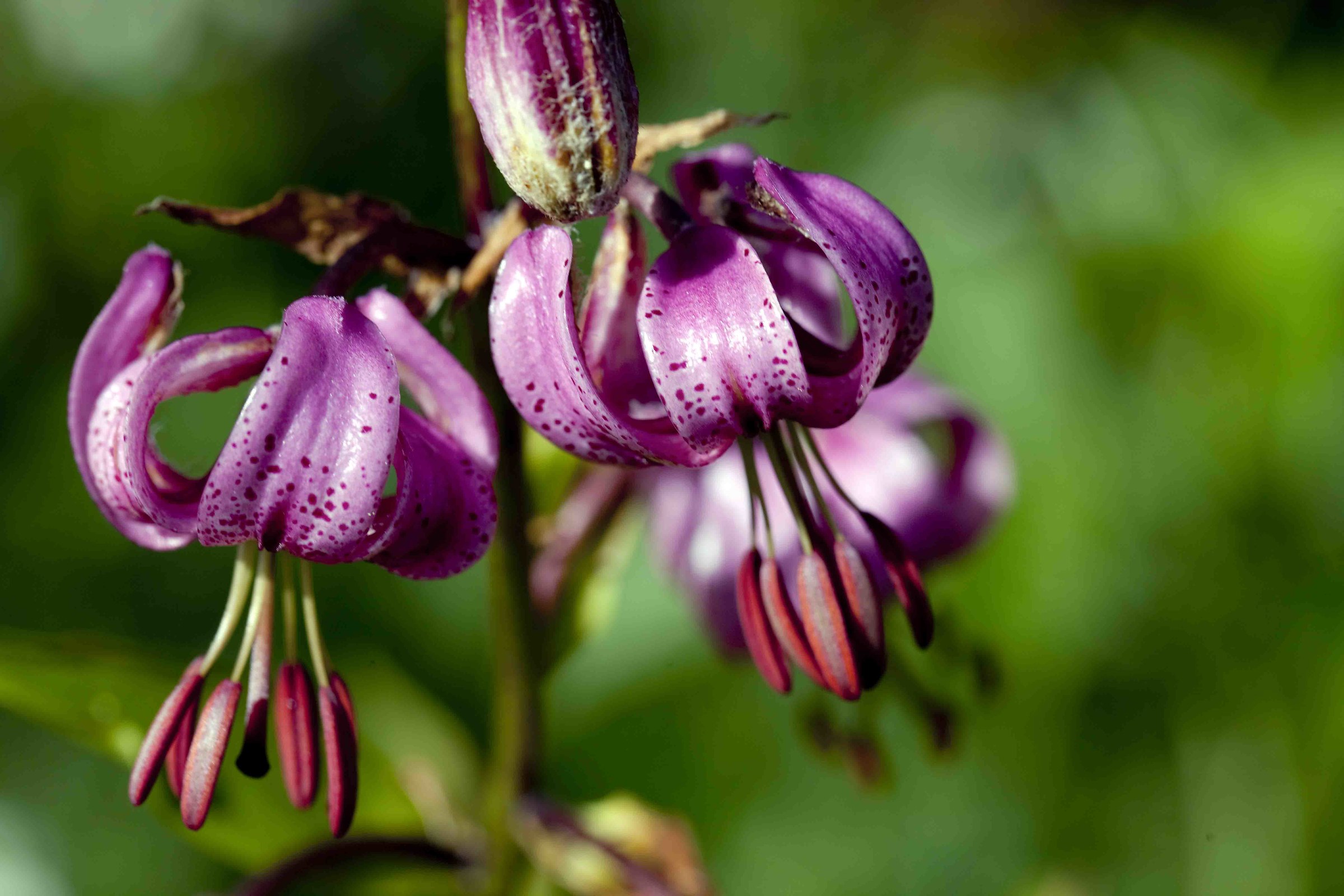 Turk's cap lily