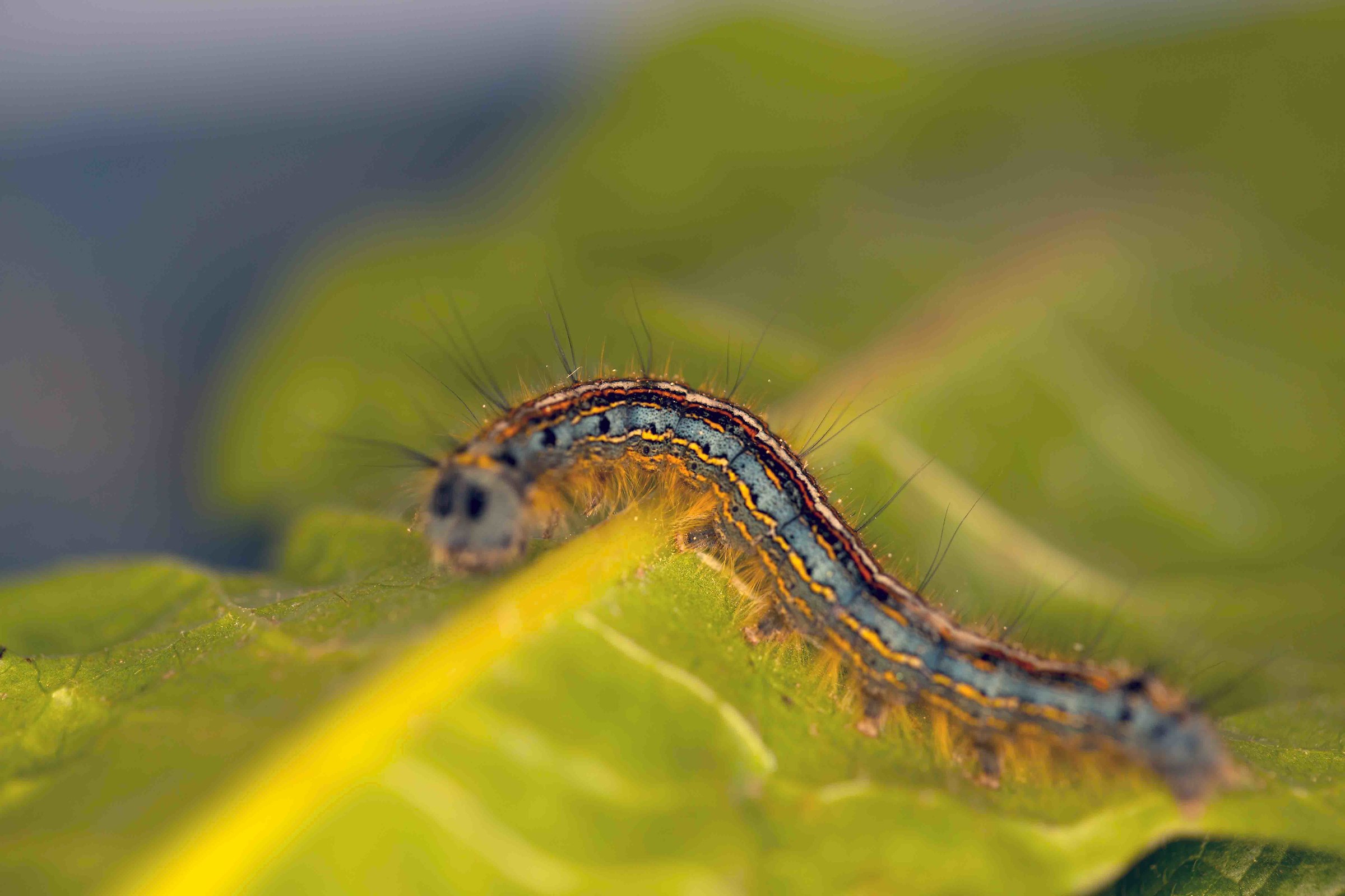 Caterpillar diurnal butterfly