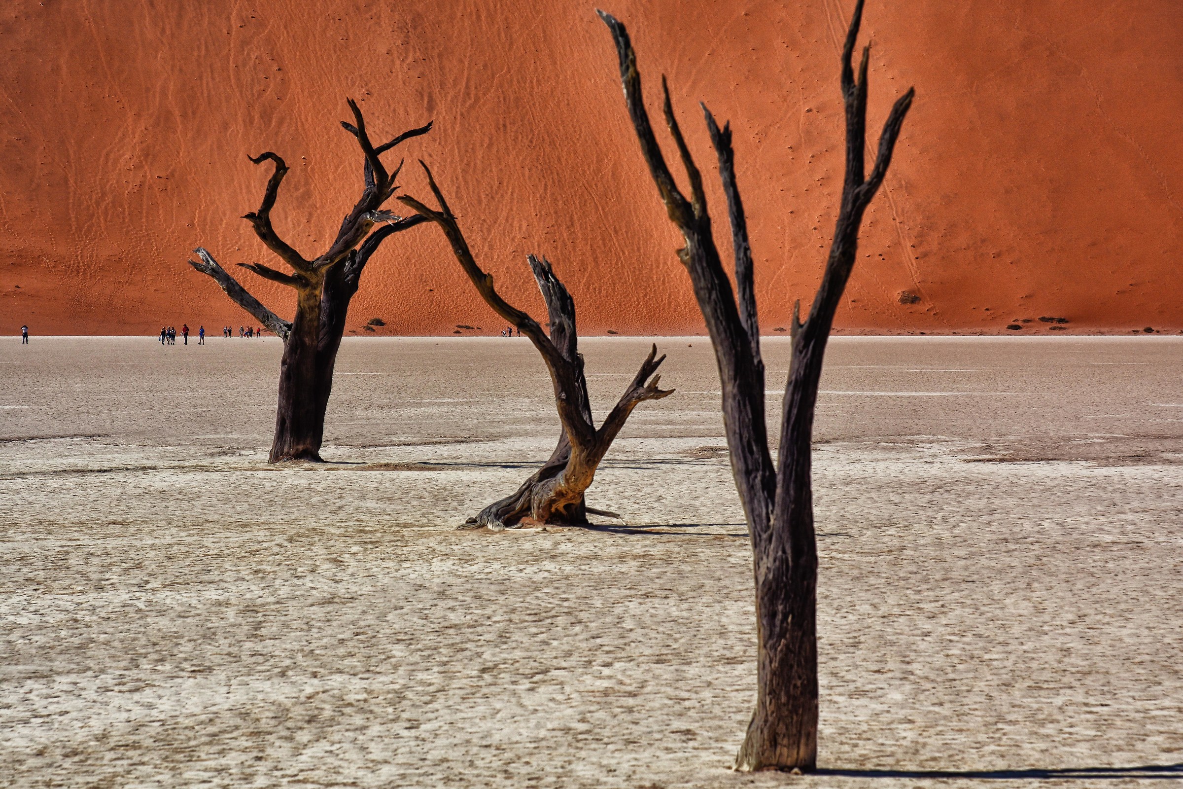 Deadvlei trees