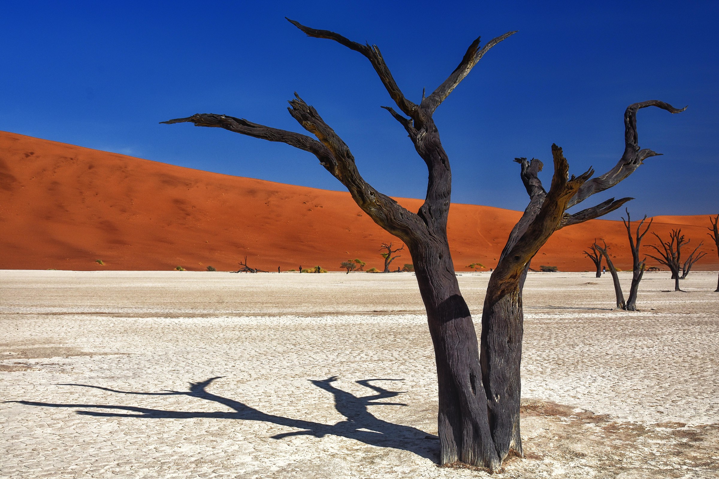 Deadvlei trees and sky