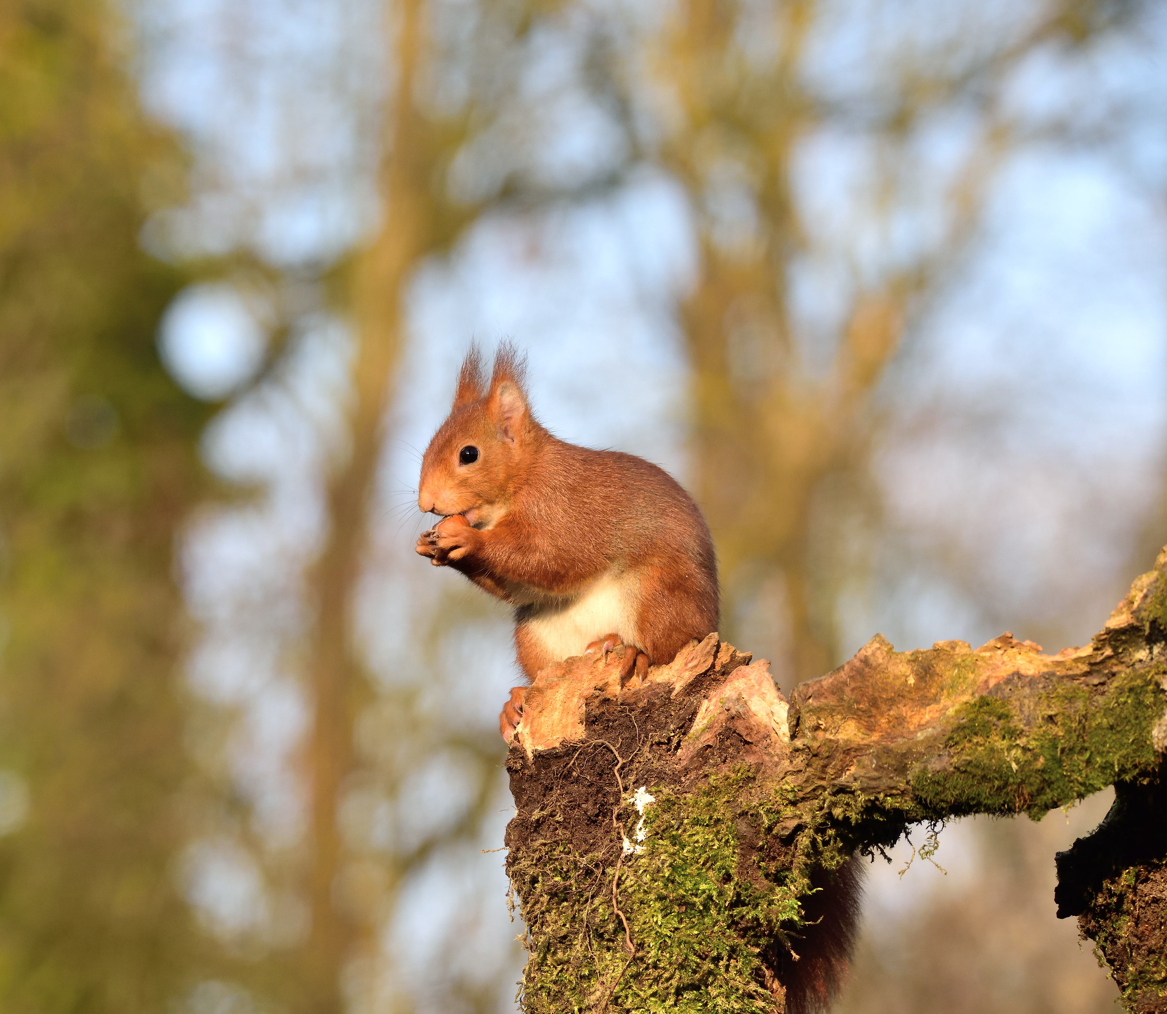 red squirrel