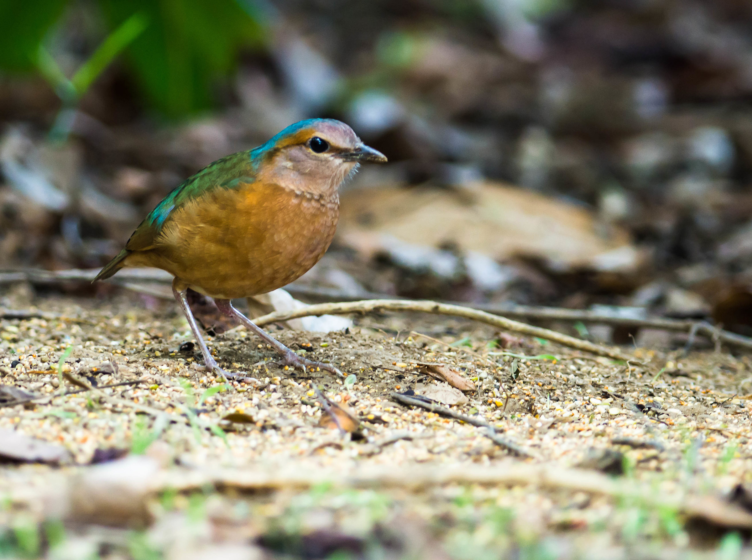 The pitta groppazzurra