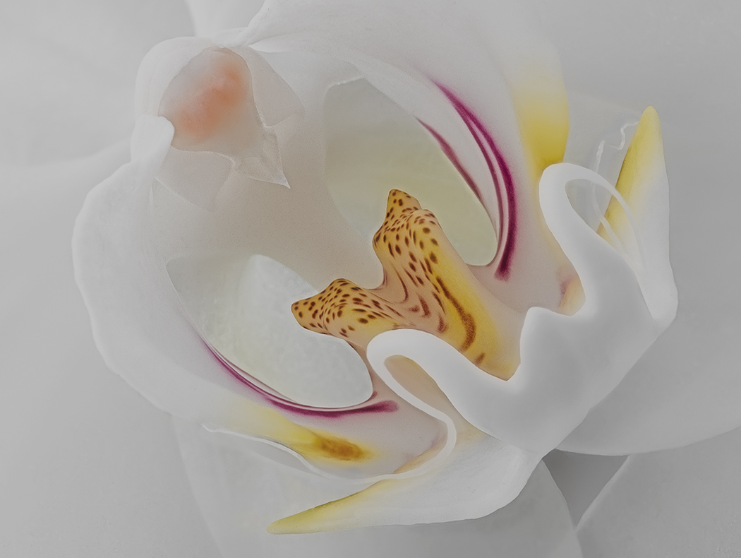 Portrait of a beautiful orchid