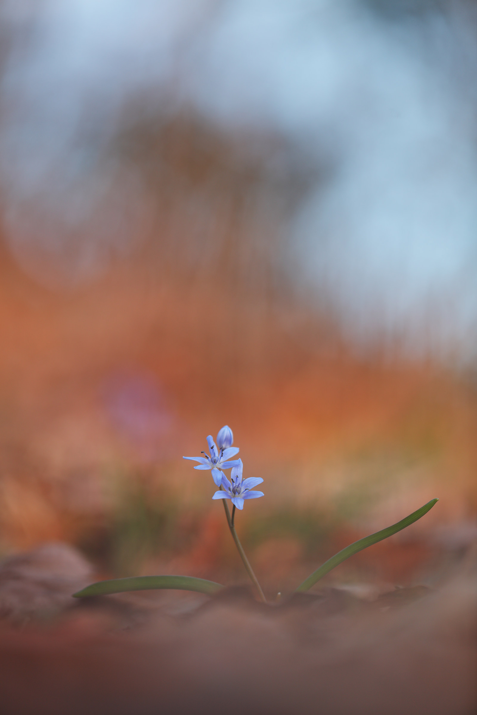 Scilla bifolia