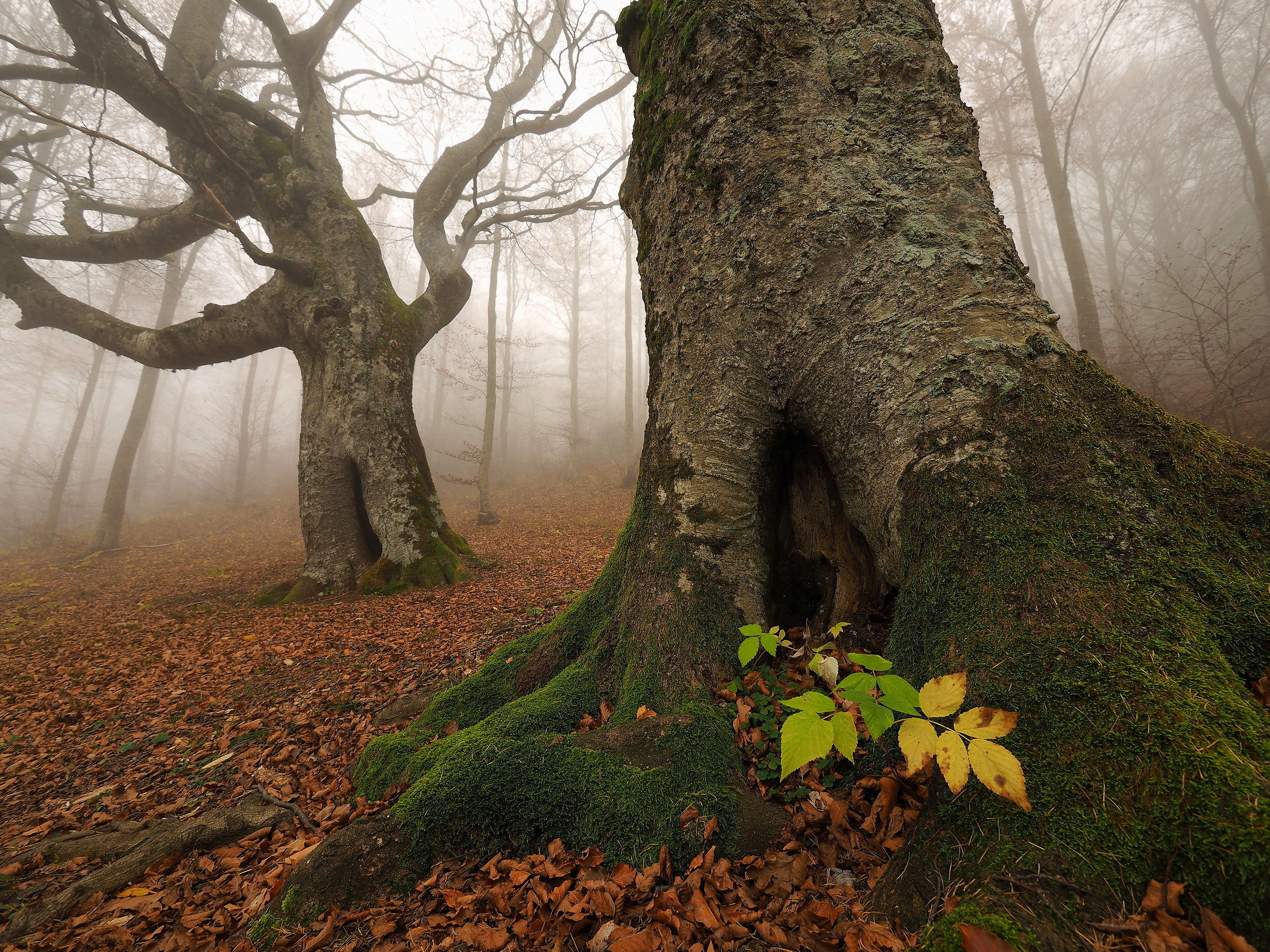 The house of the Elves