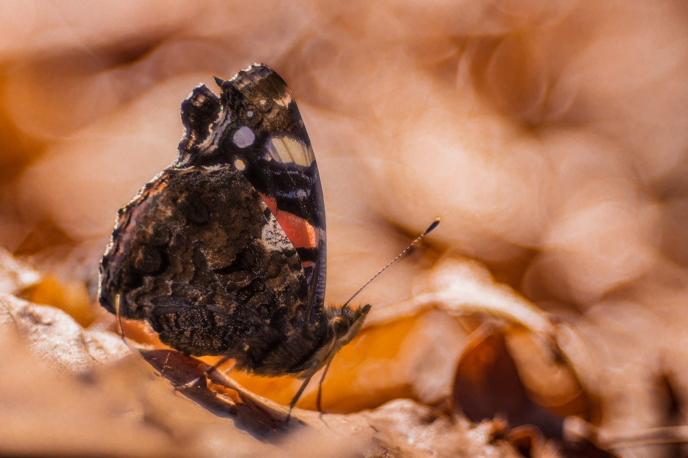 Before Butterfly 2017.