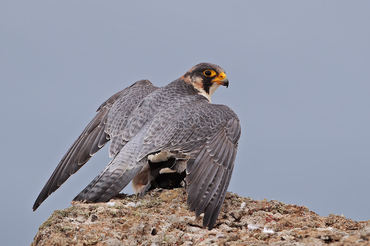 Falco pelegrinoides