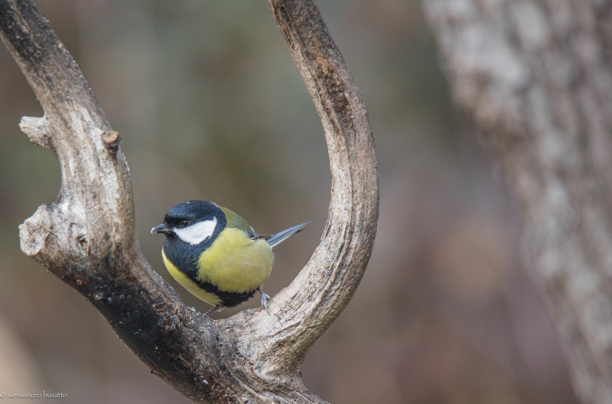 Great Tit
