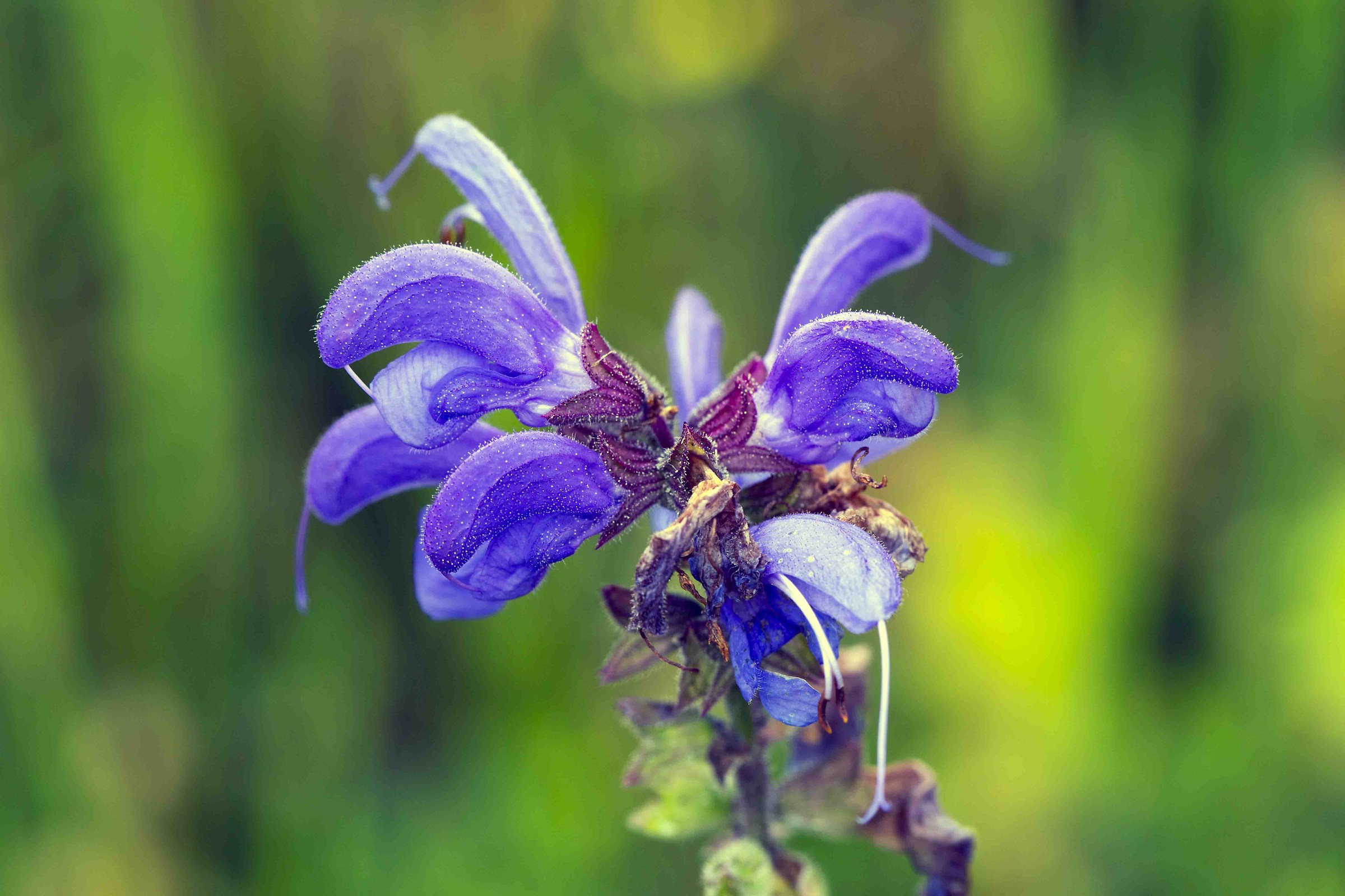 wild sage