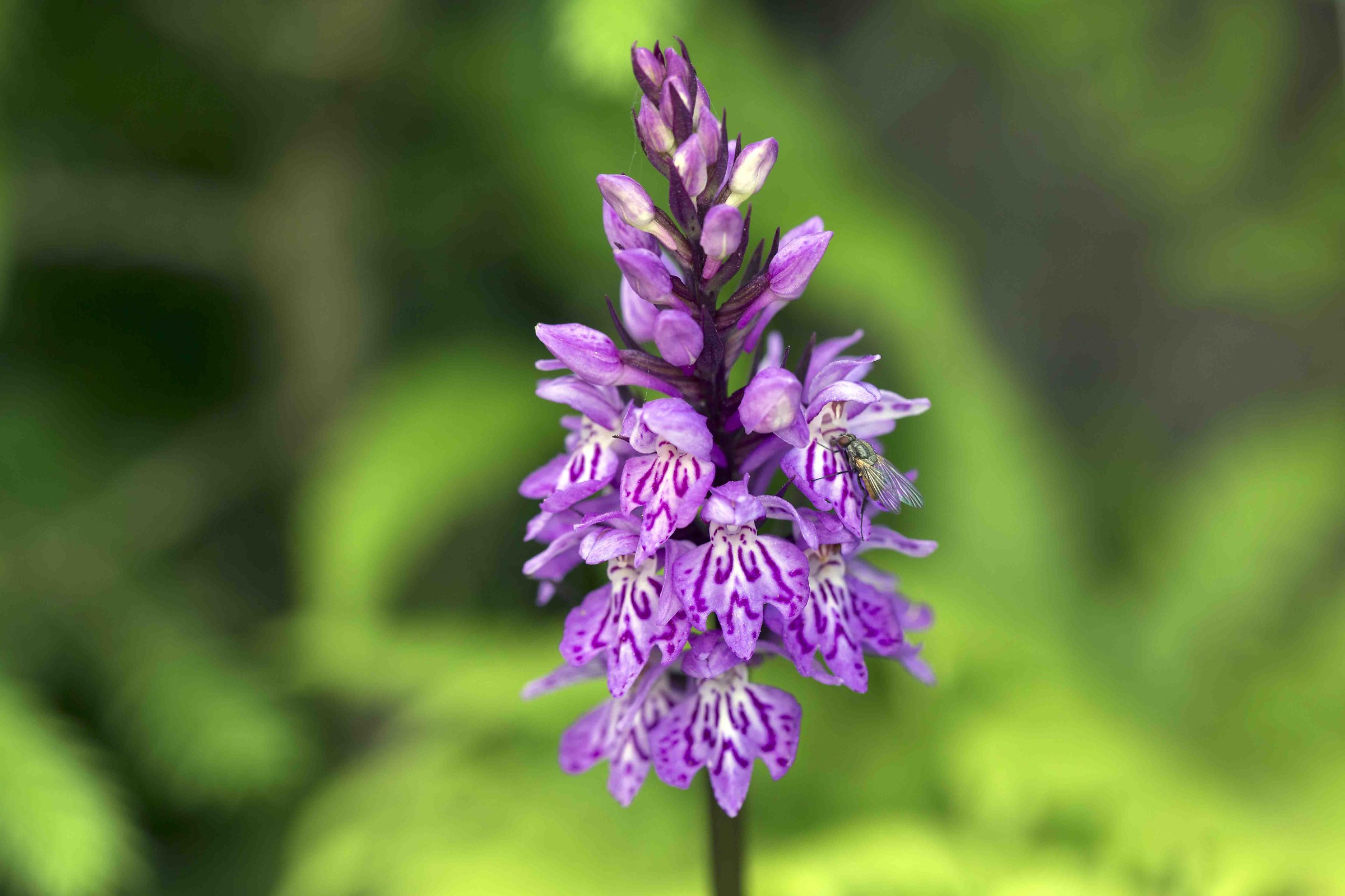 Orchid Mountain spontaneous