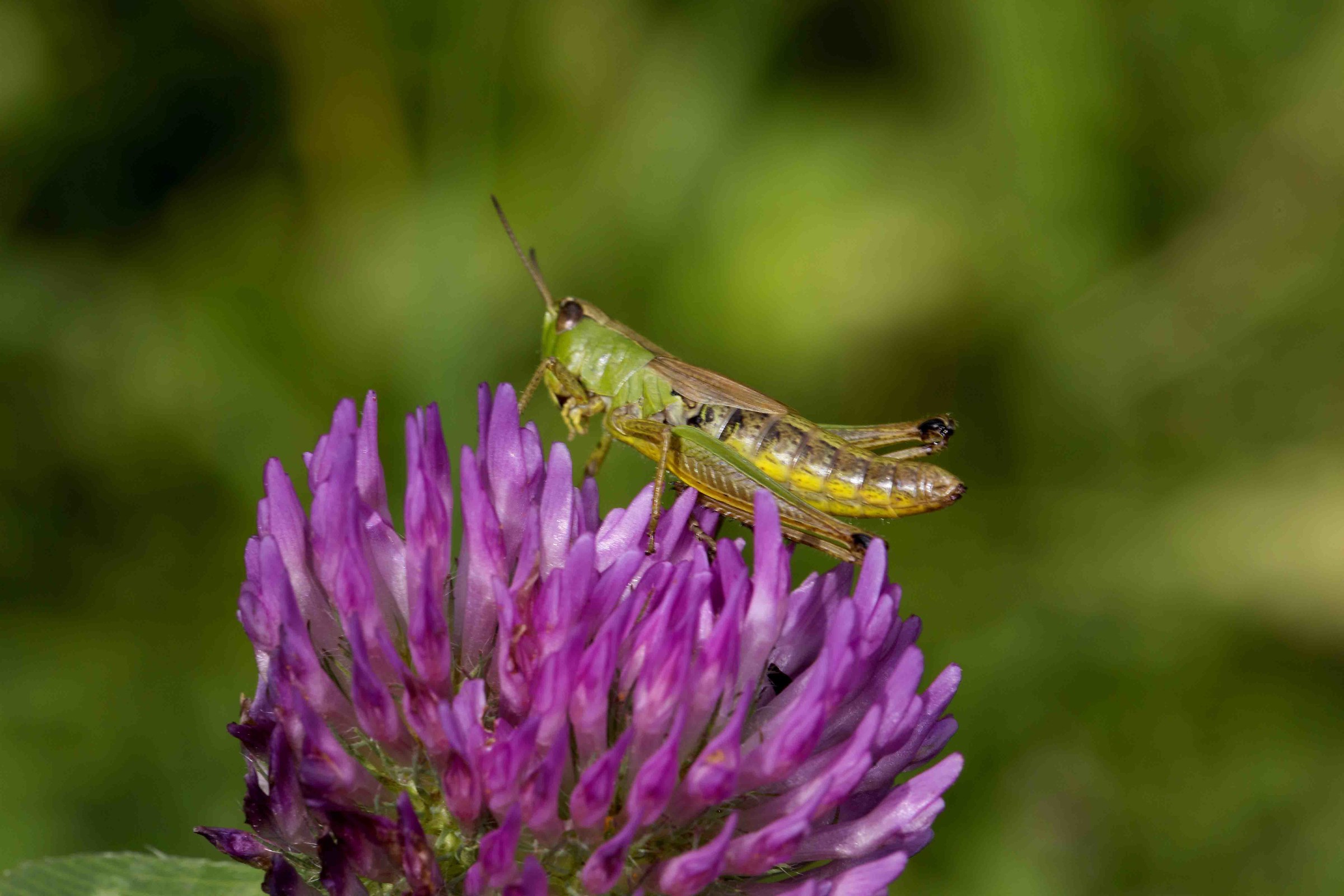 Grasshopper on thistle