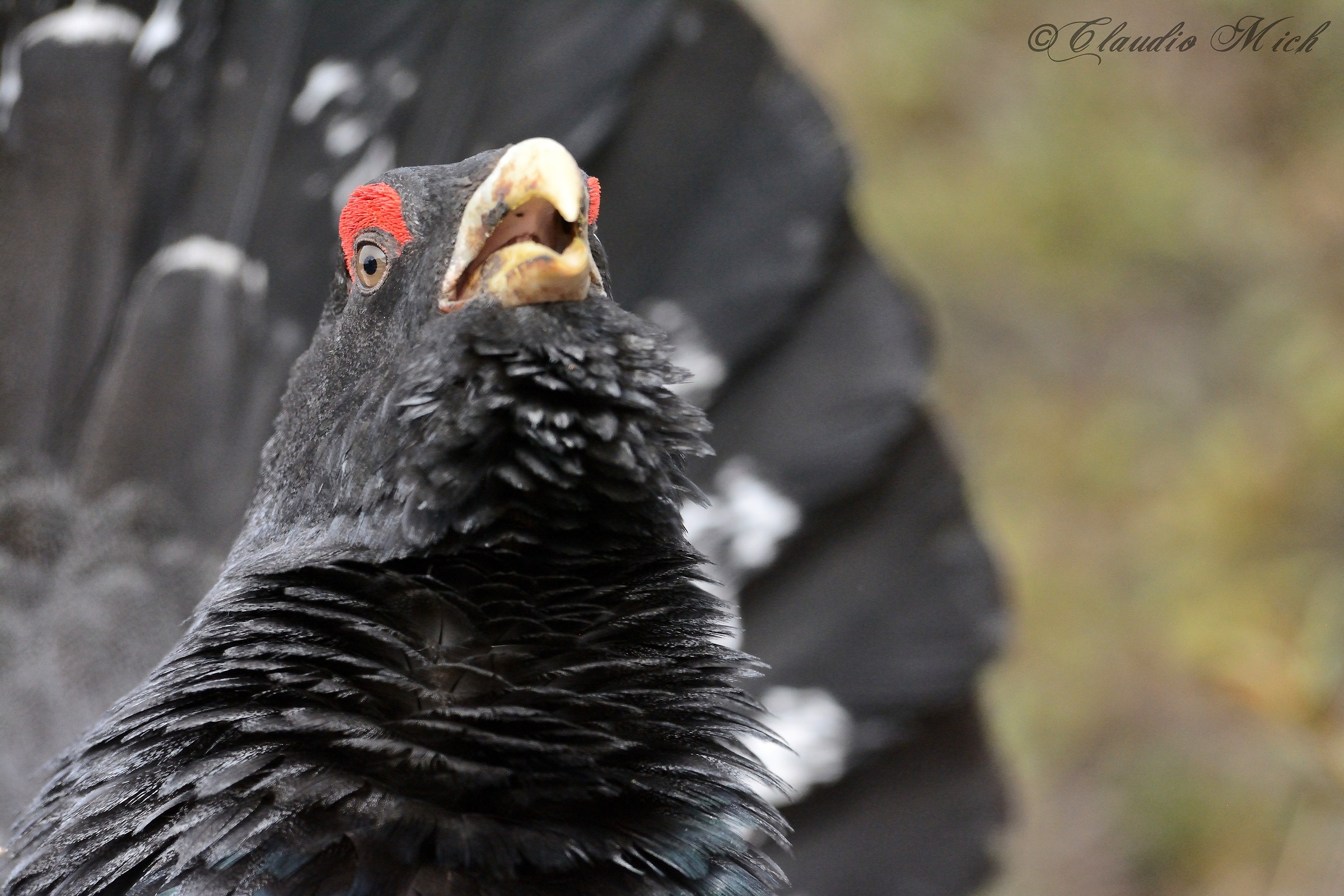 Il ritratto-Gallo cedrone