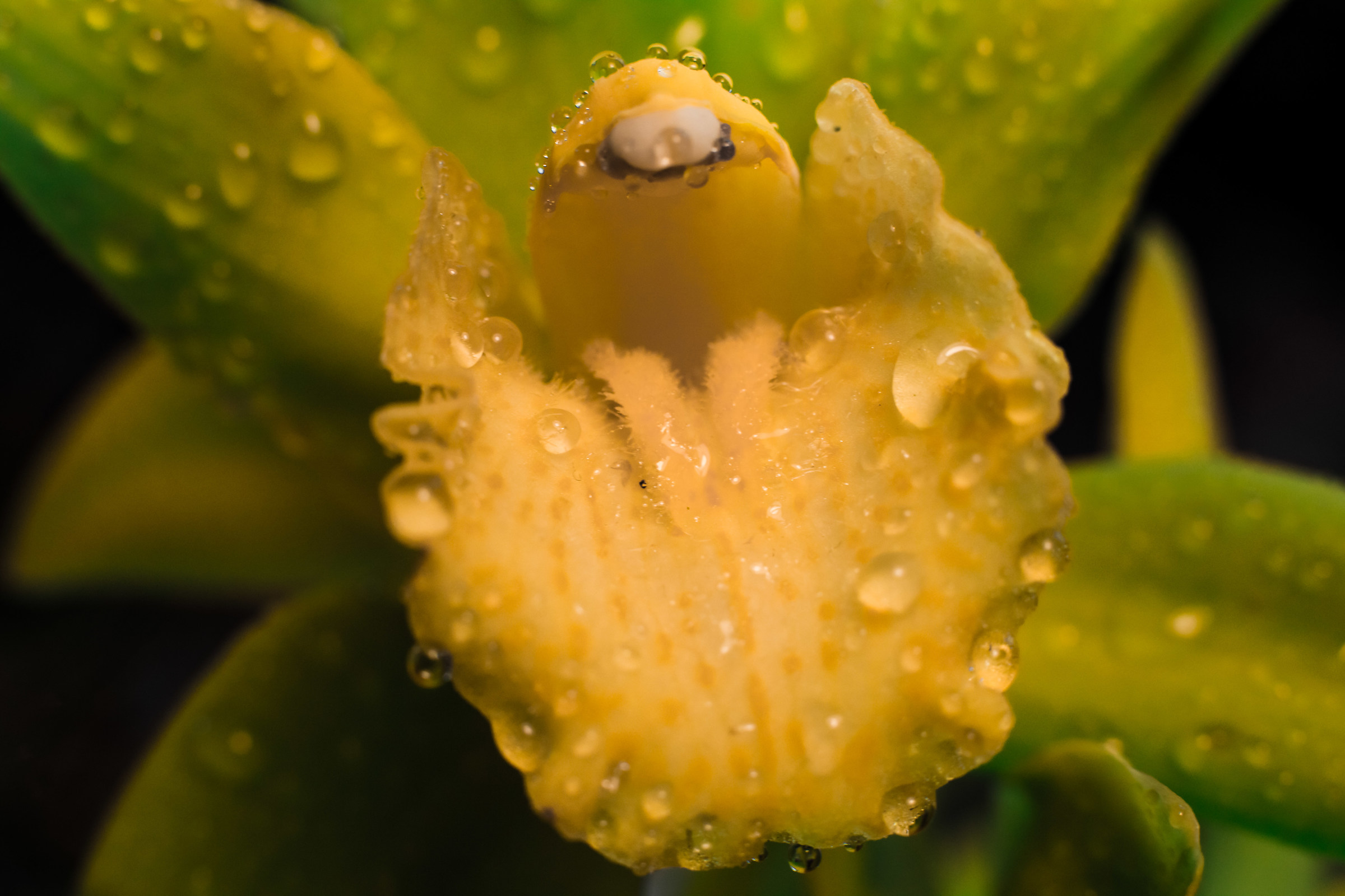 Le lacrime delle orchidee