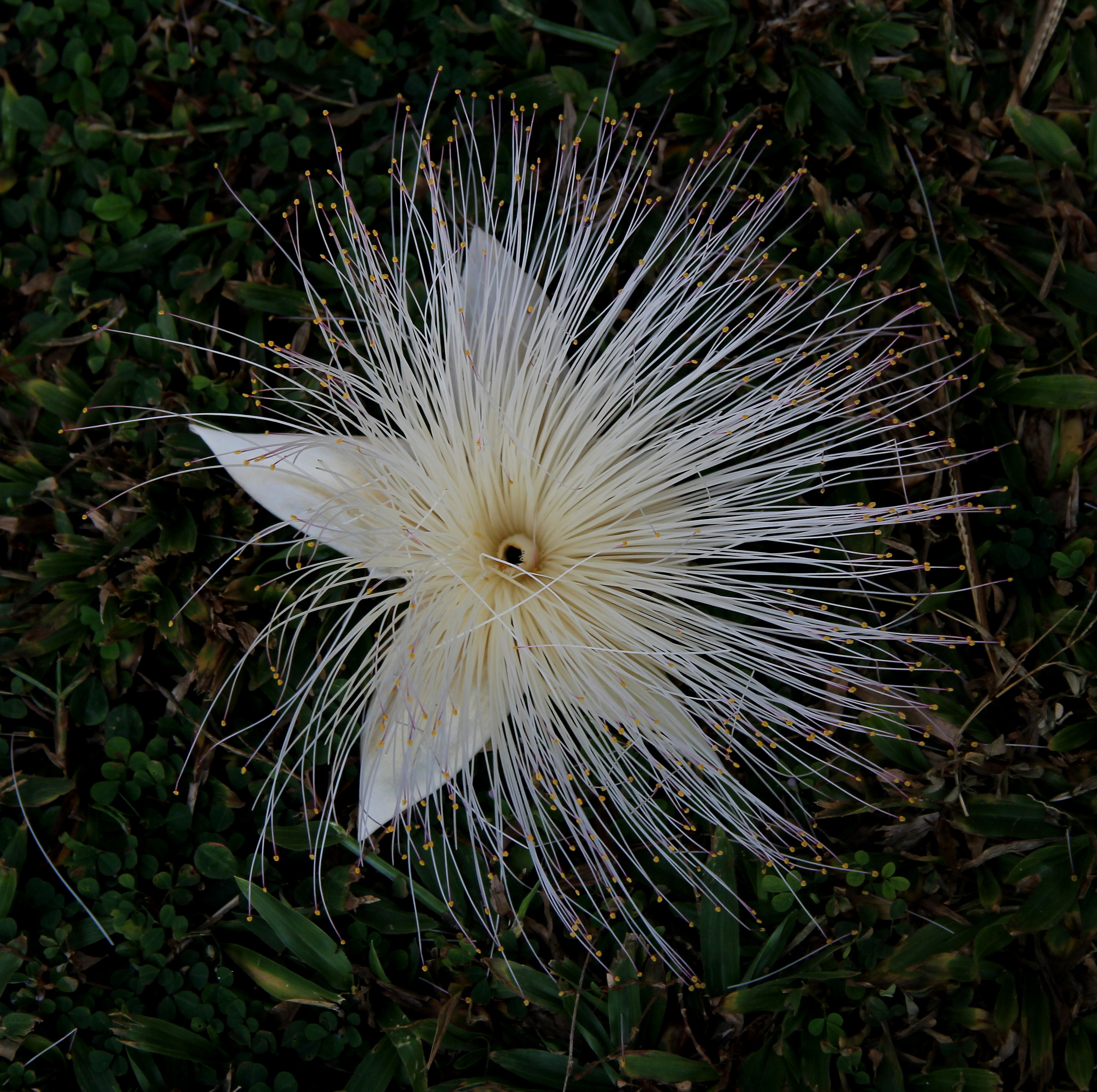Una stella caduta dall'albero