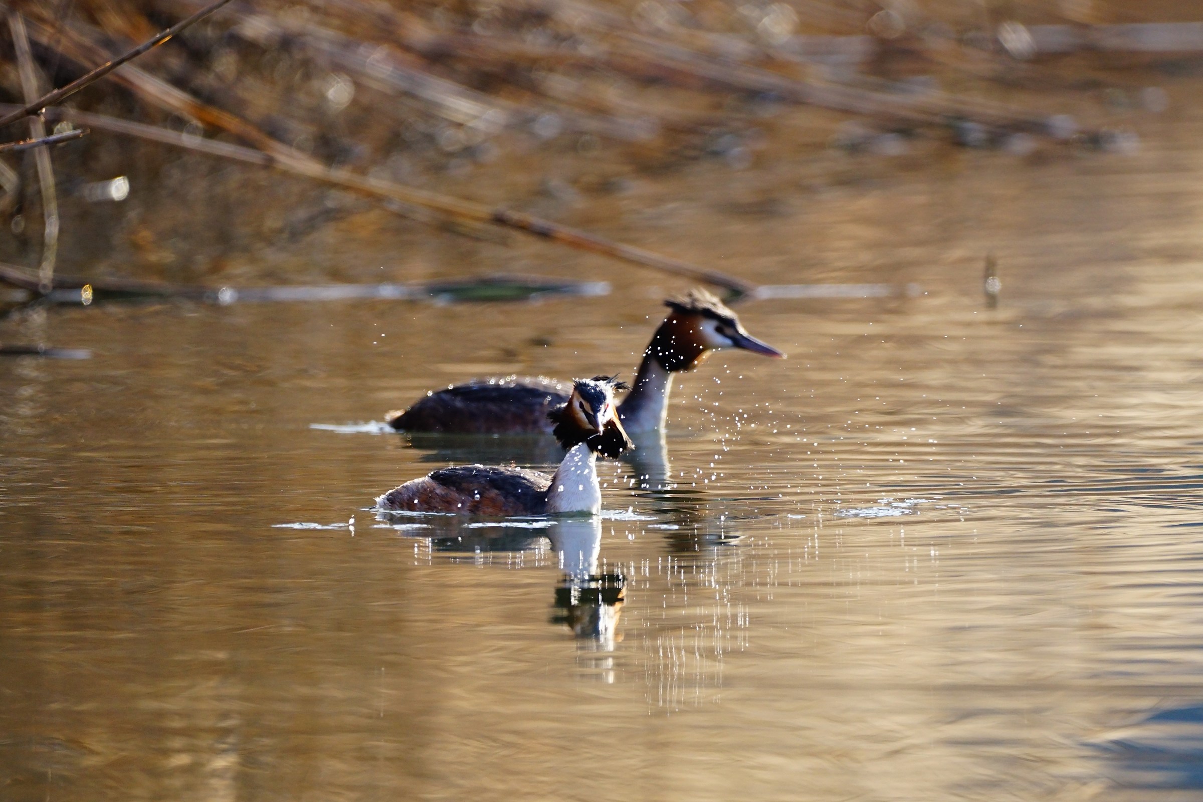 pair of loons at sunrise