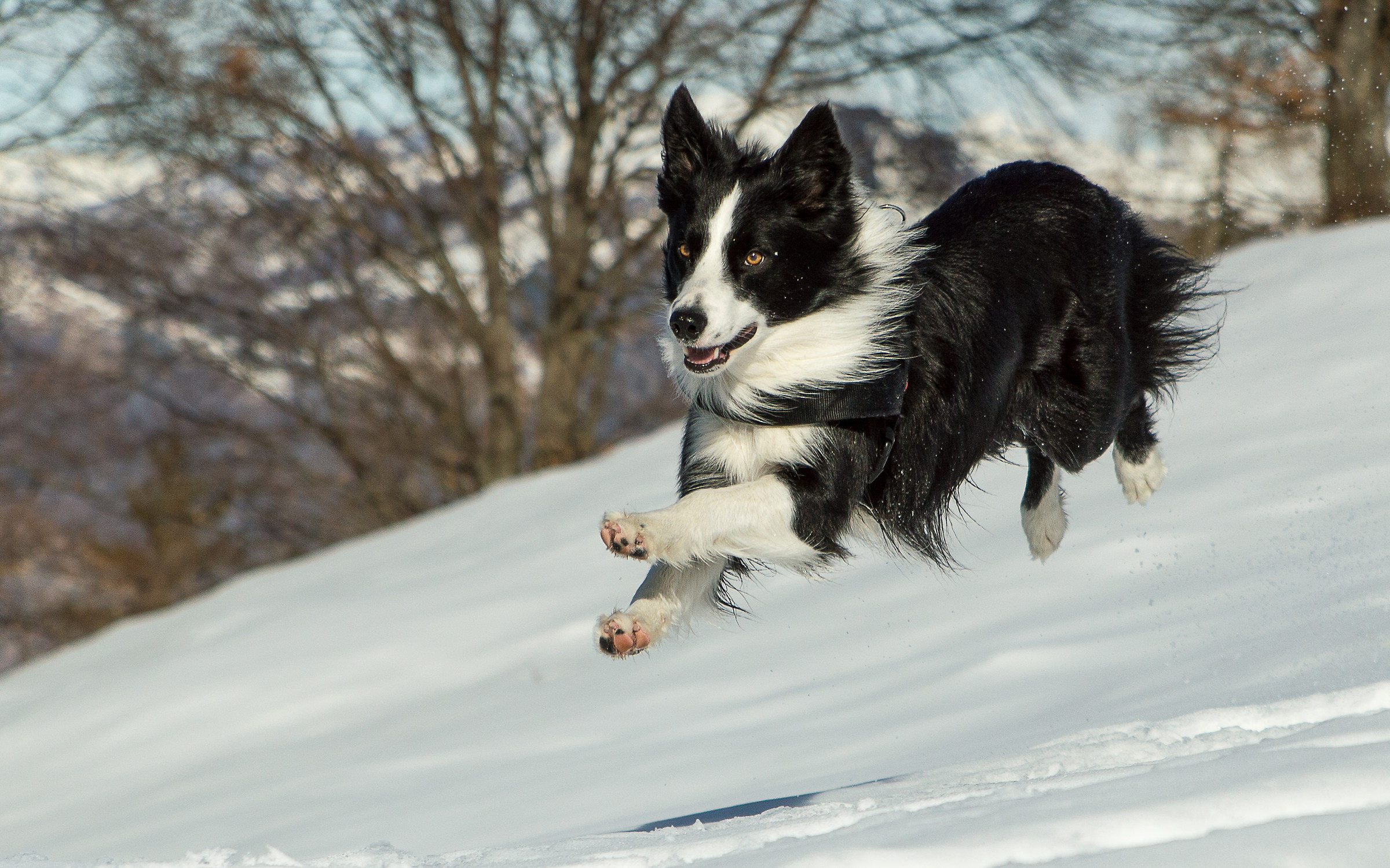 Border Collie in flying!
