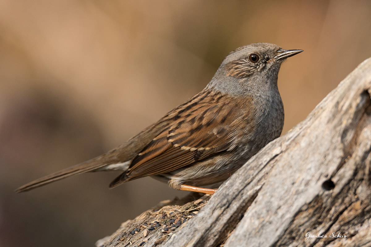 Dunnock