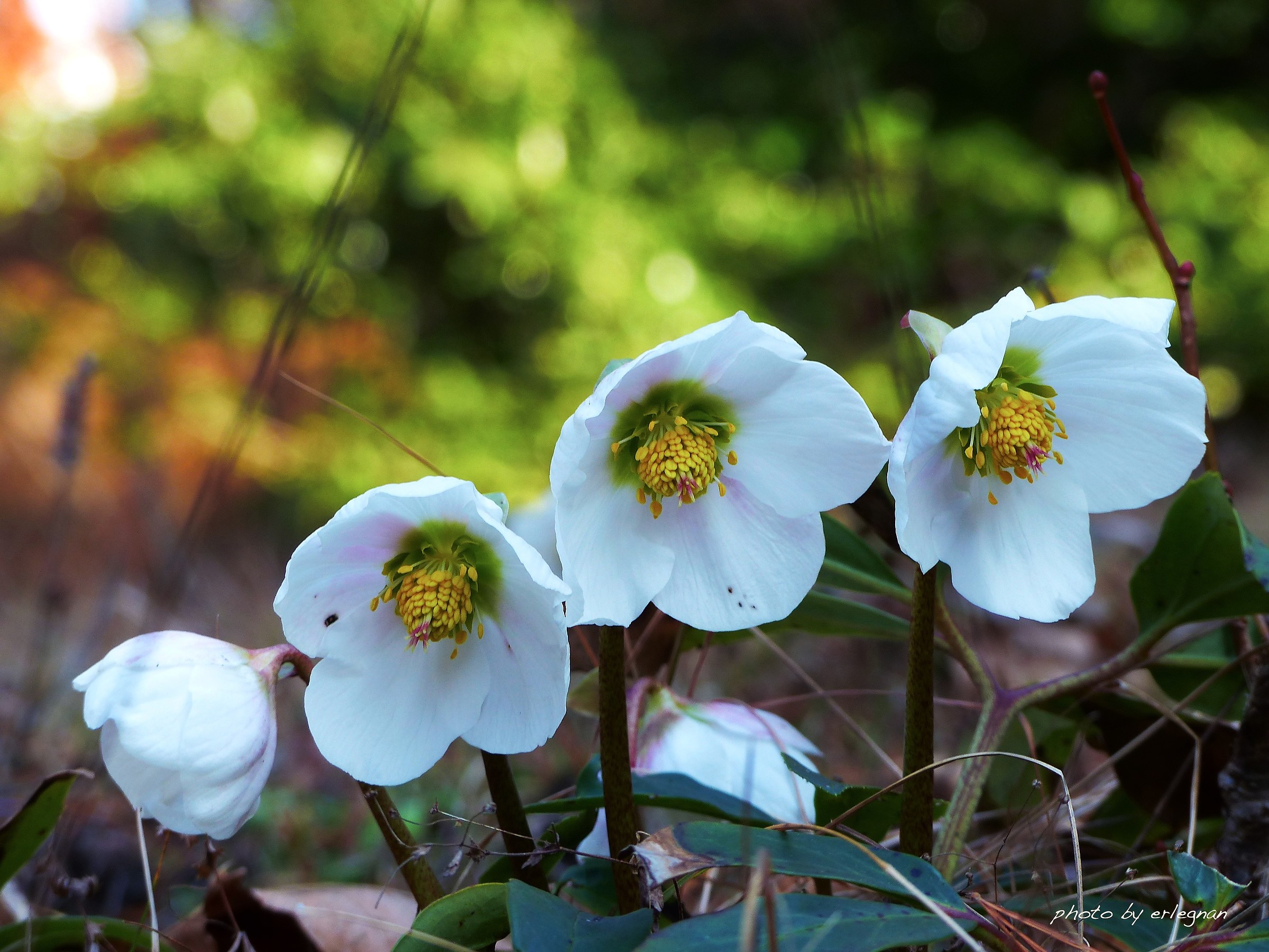 hellebore