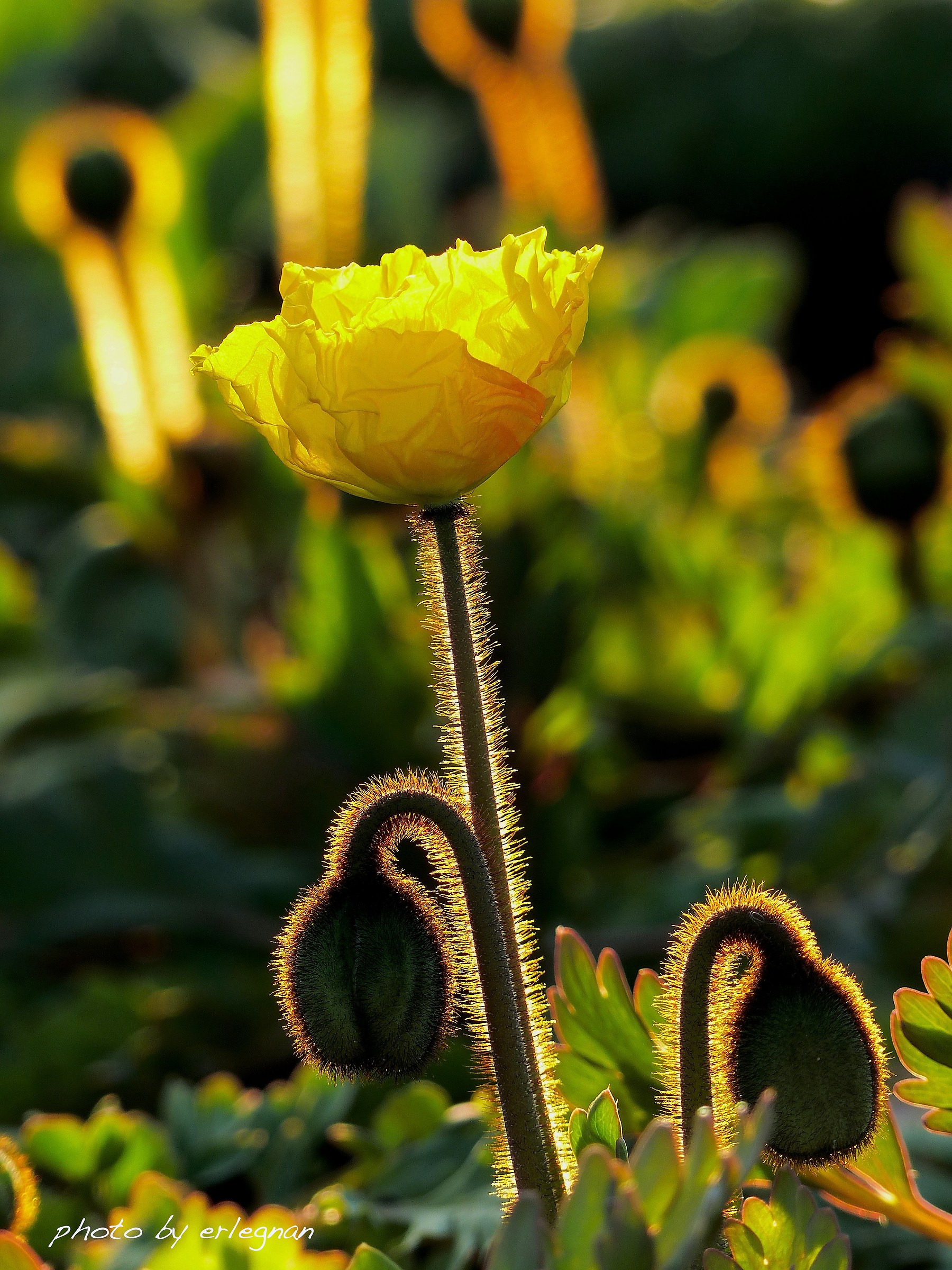 yellow poppy