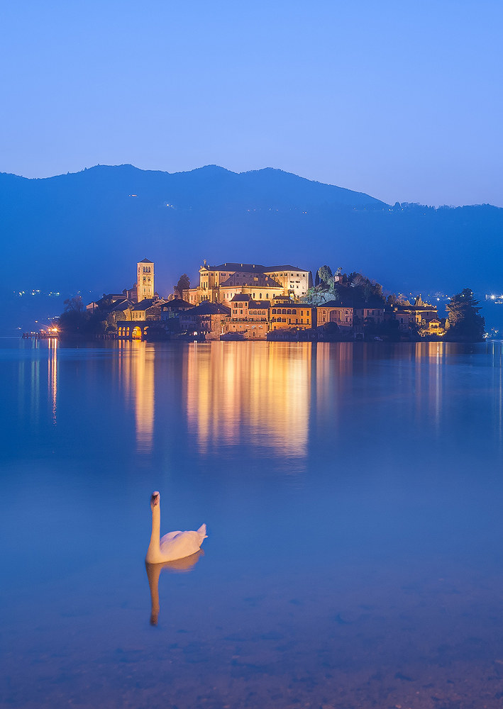 Swan on Lake Orta