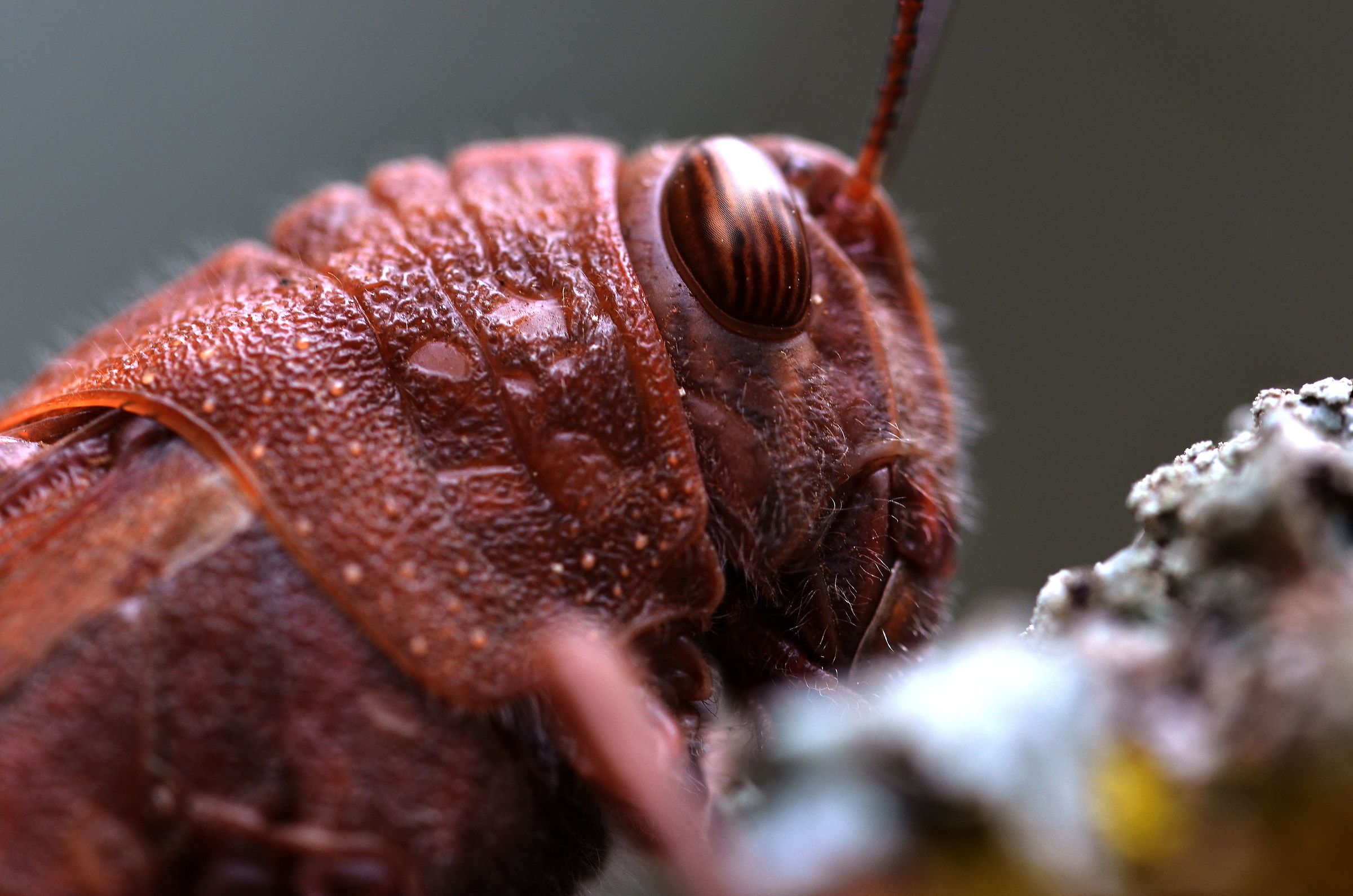 ...un faccia a faccia con la cavalletta