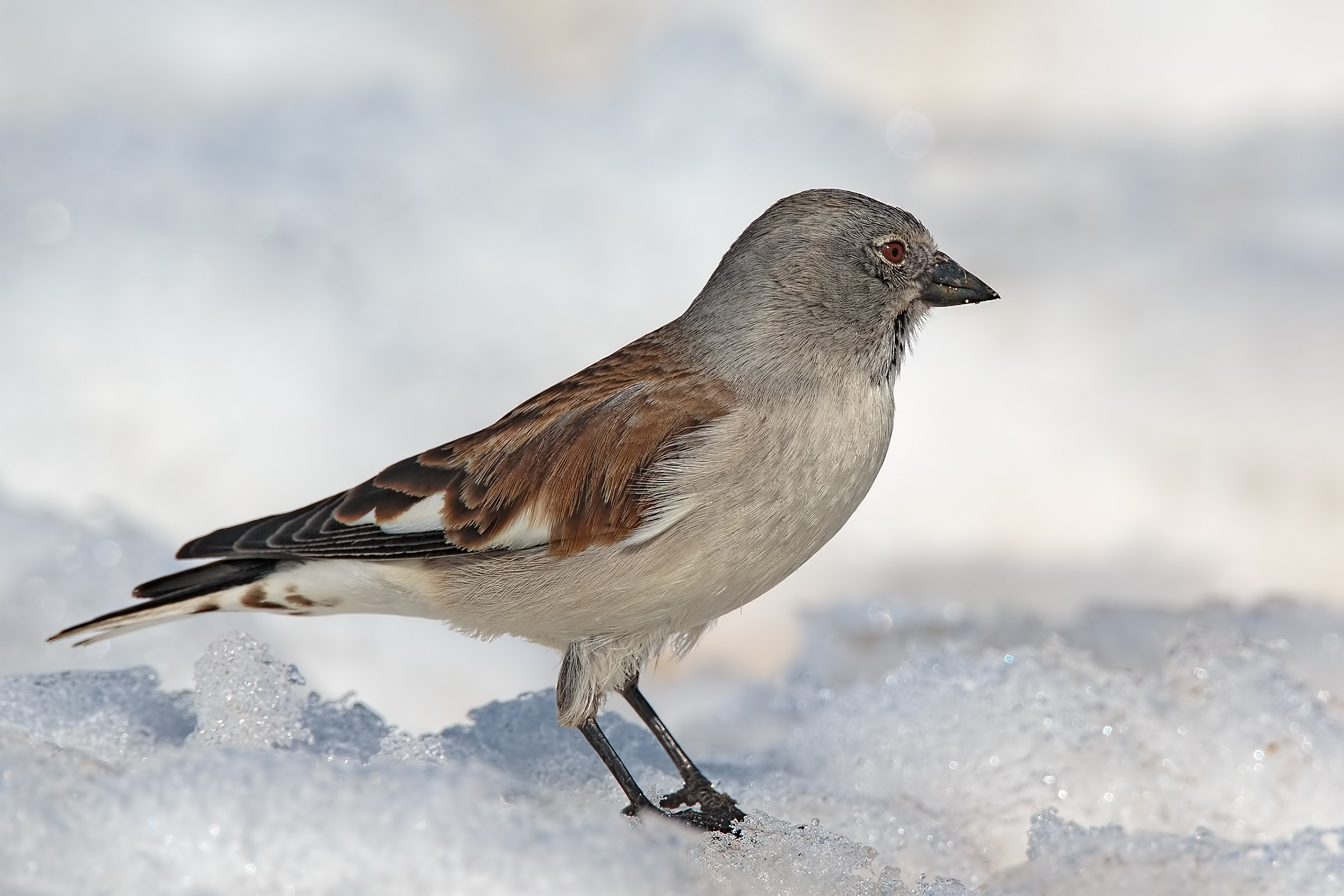 snow finch (Montifringilla nivalis)