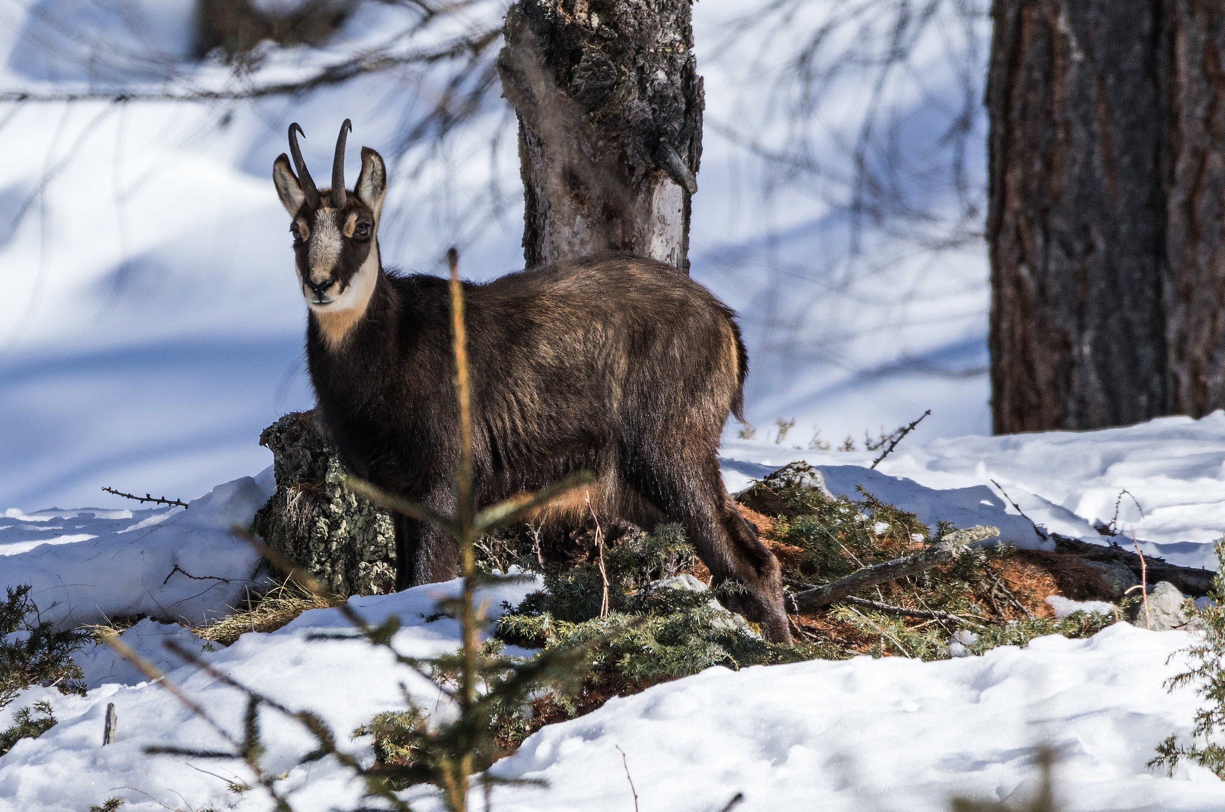 Chamois