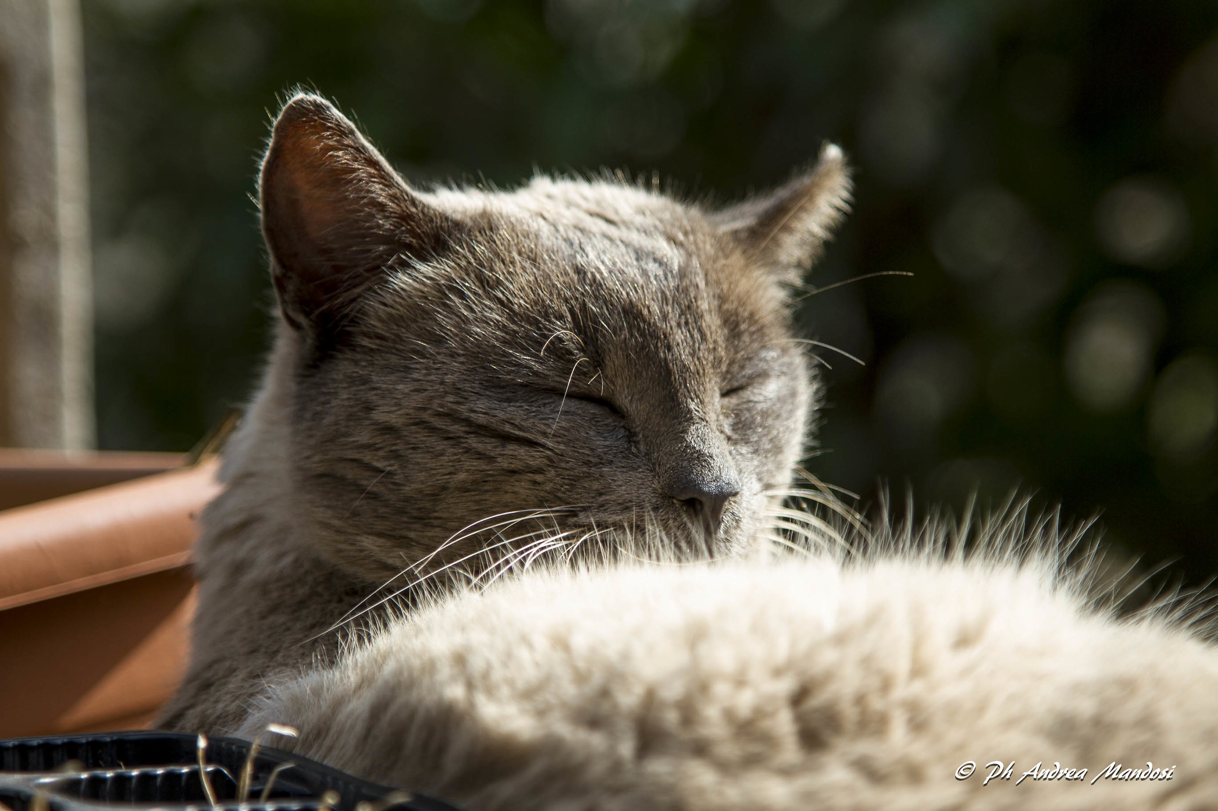 Miao ... that sleep!