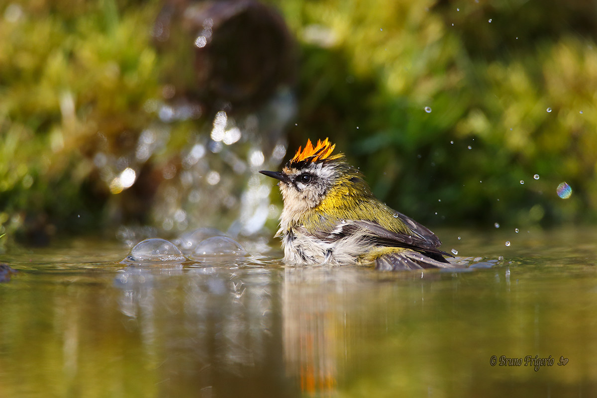 the bath of the wren