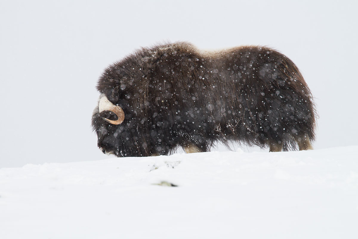 Musk Ox 001 (Musk Ox)