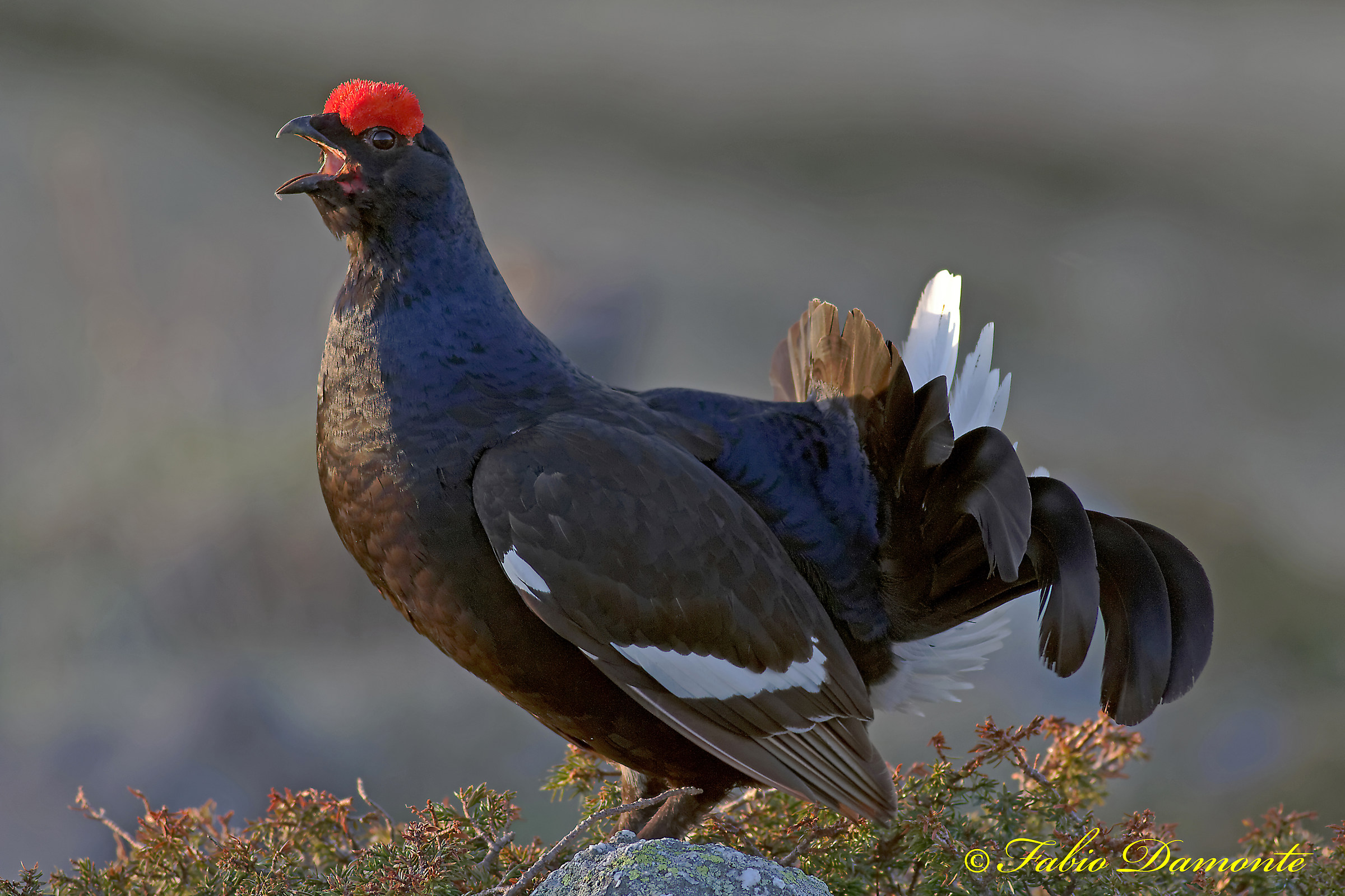 Singing to the rising sun