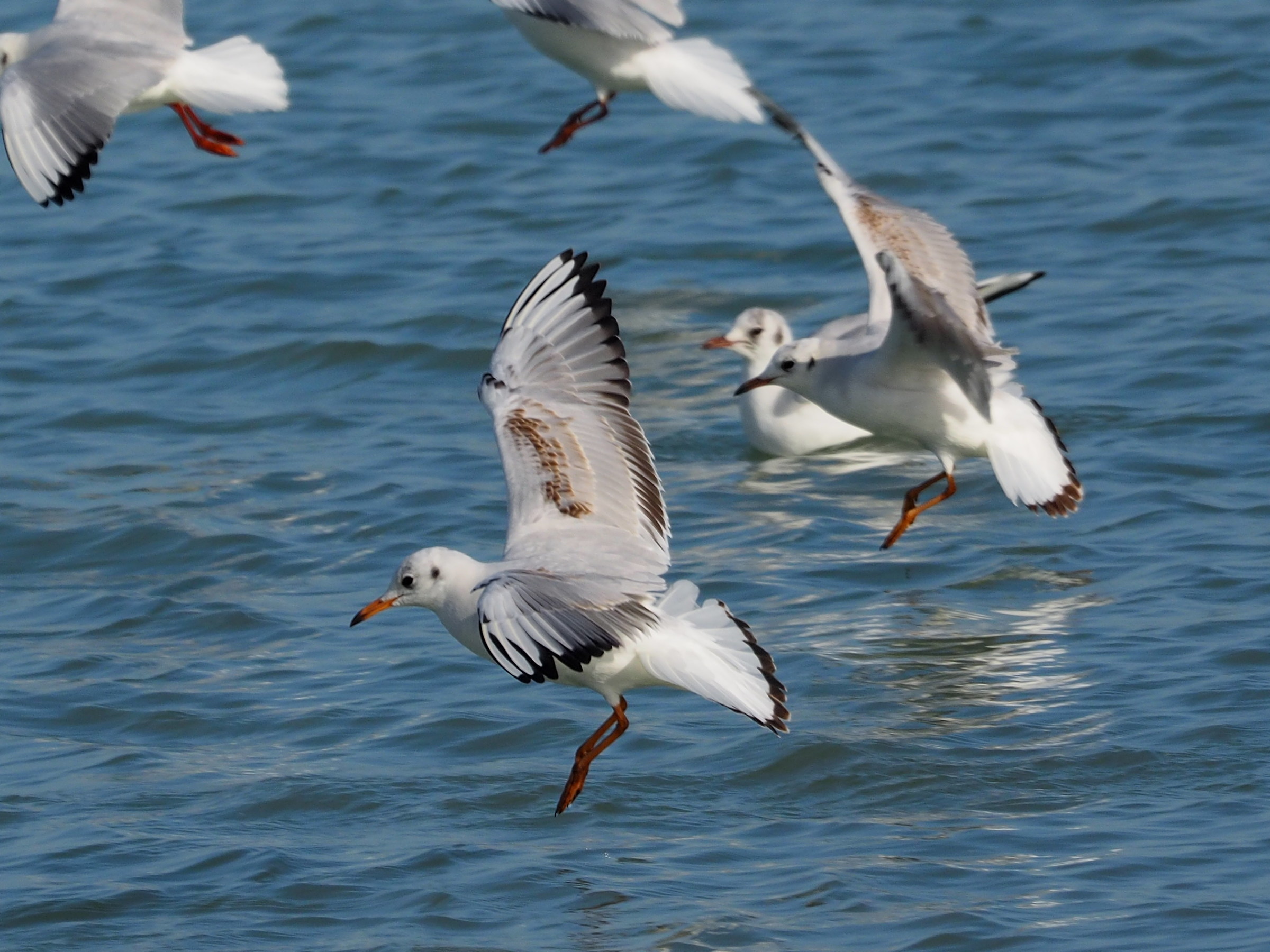 common gulls