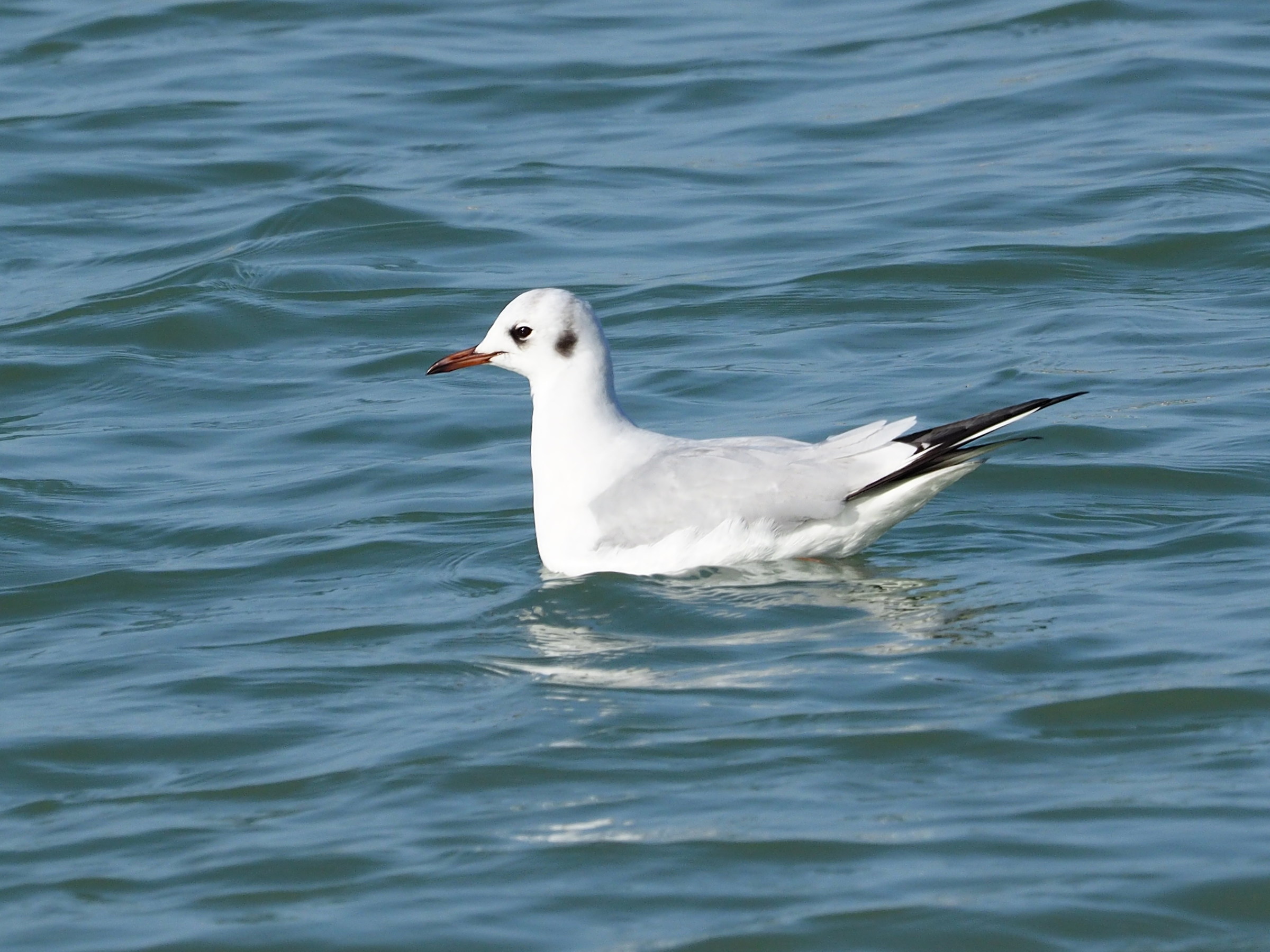 common gull
