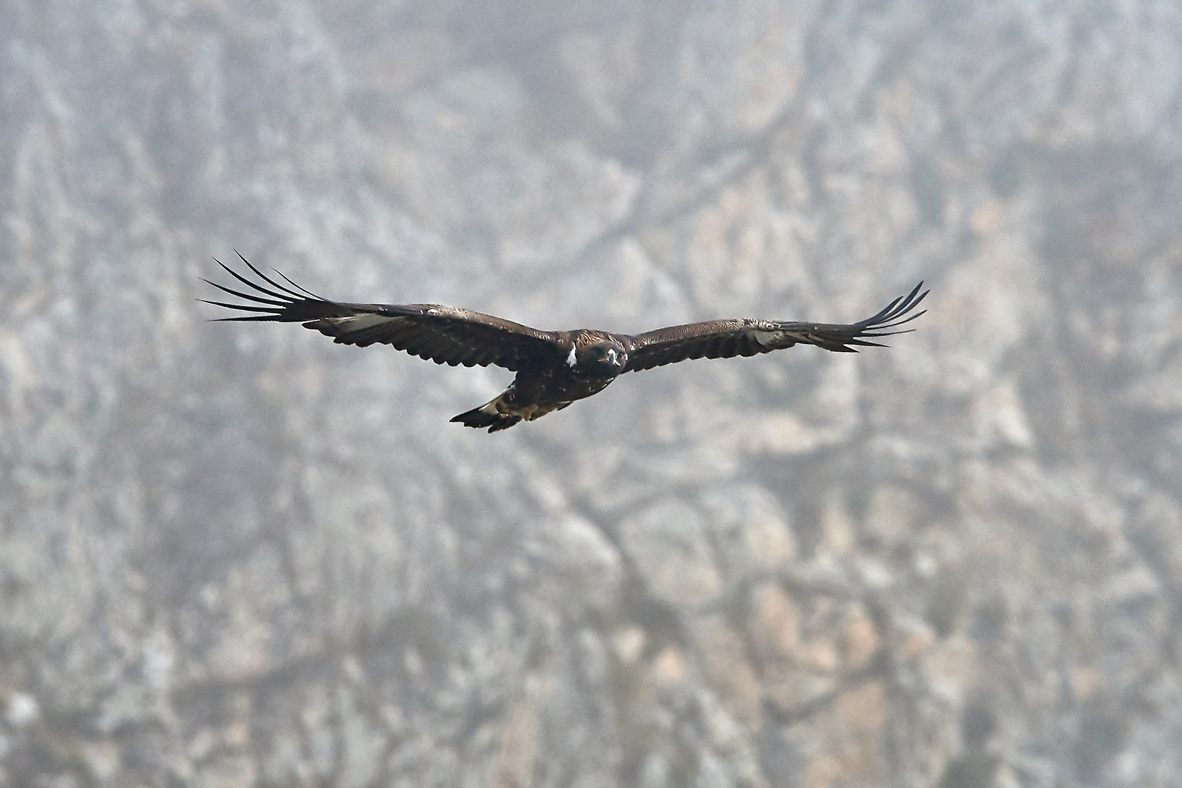 Golden Eagle