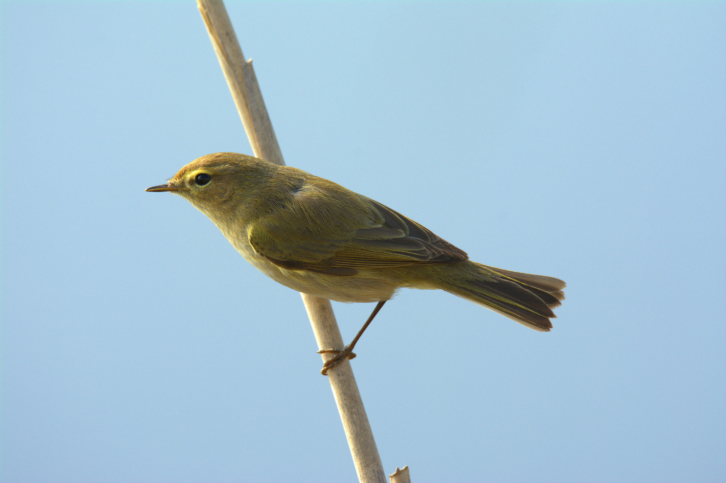 Chiffchaff