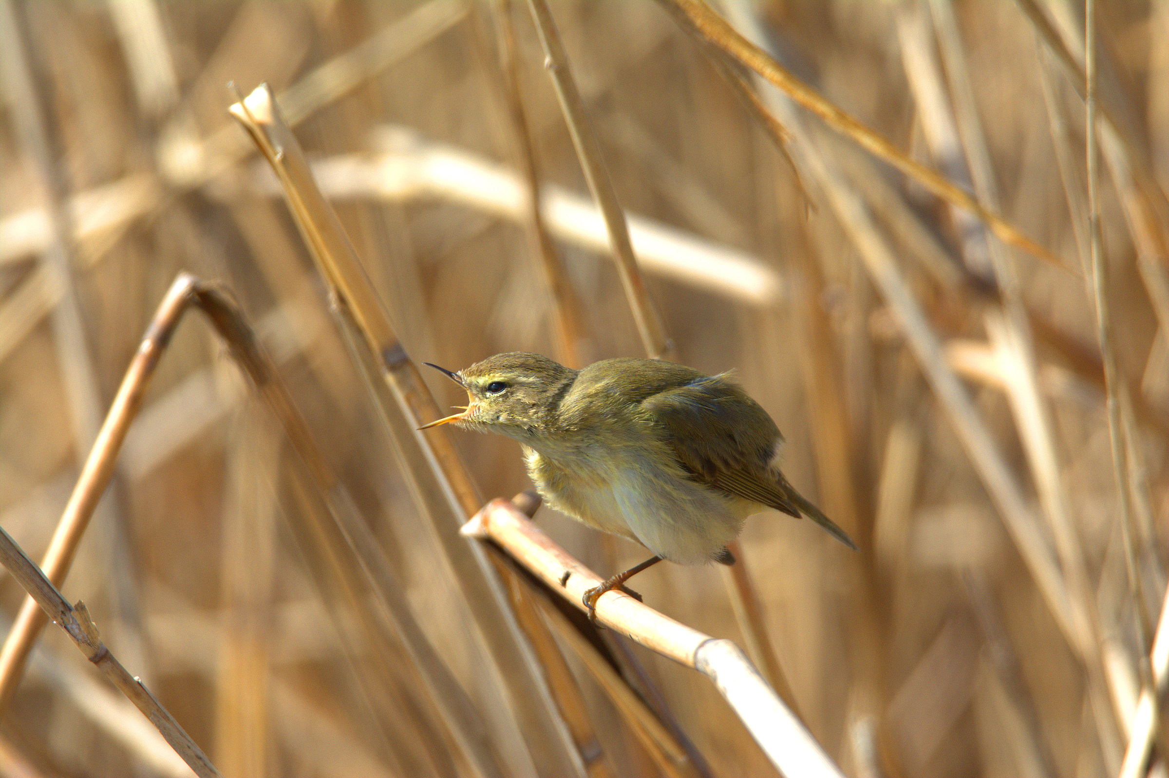 Chiffchaff
