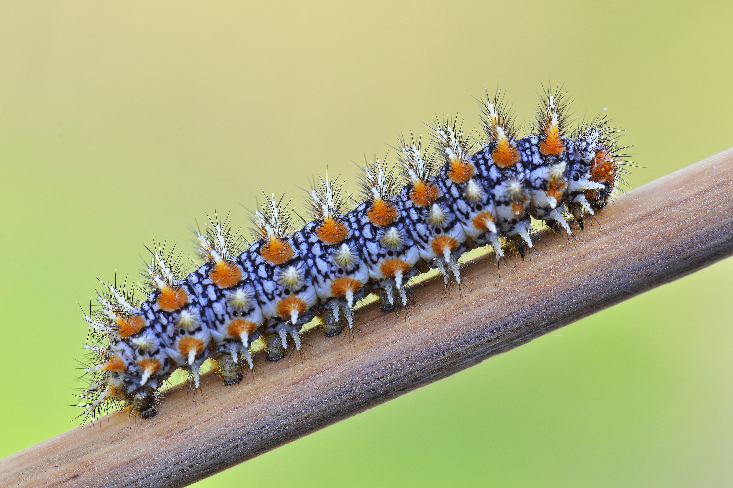 Caterpillar Melitea didyma