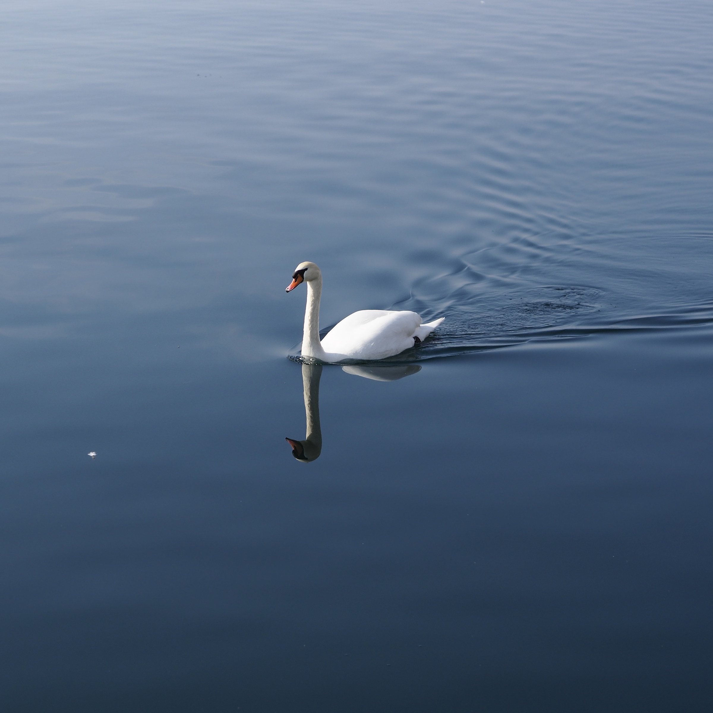Dancing elegantly on velvet ..