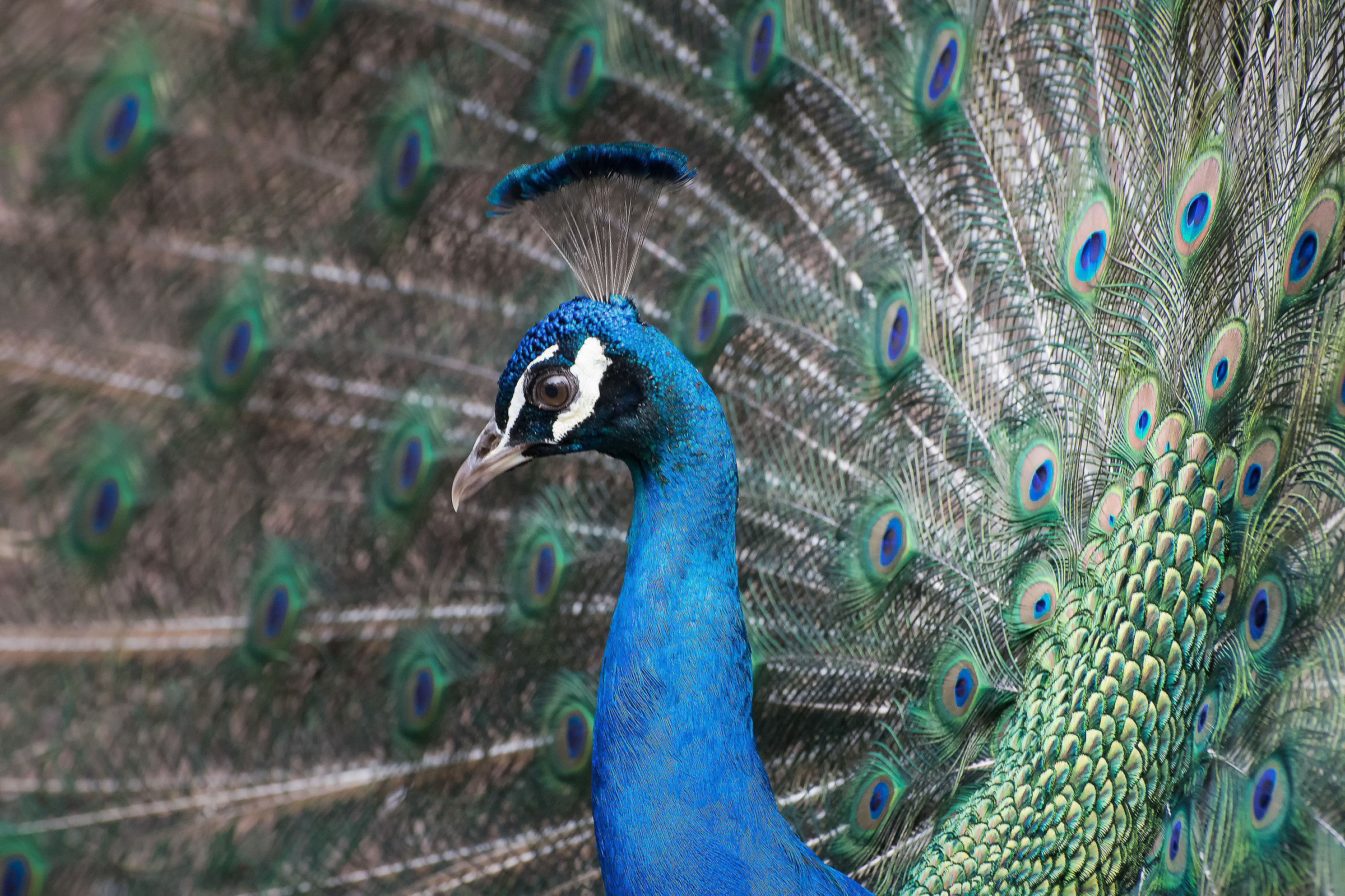 Peacock
