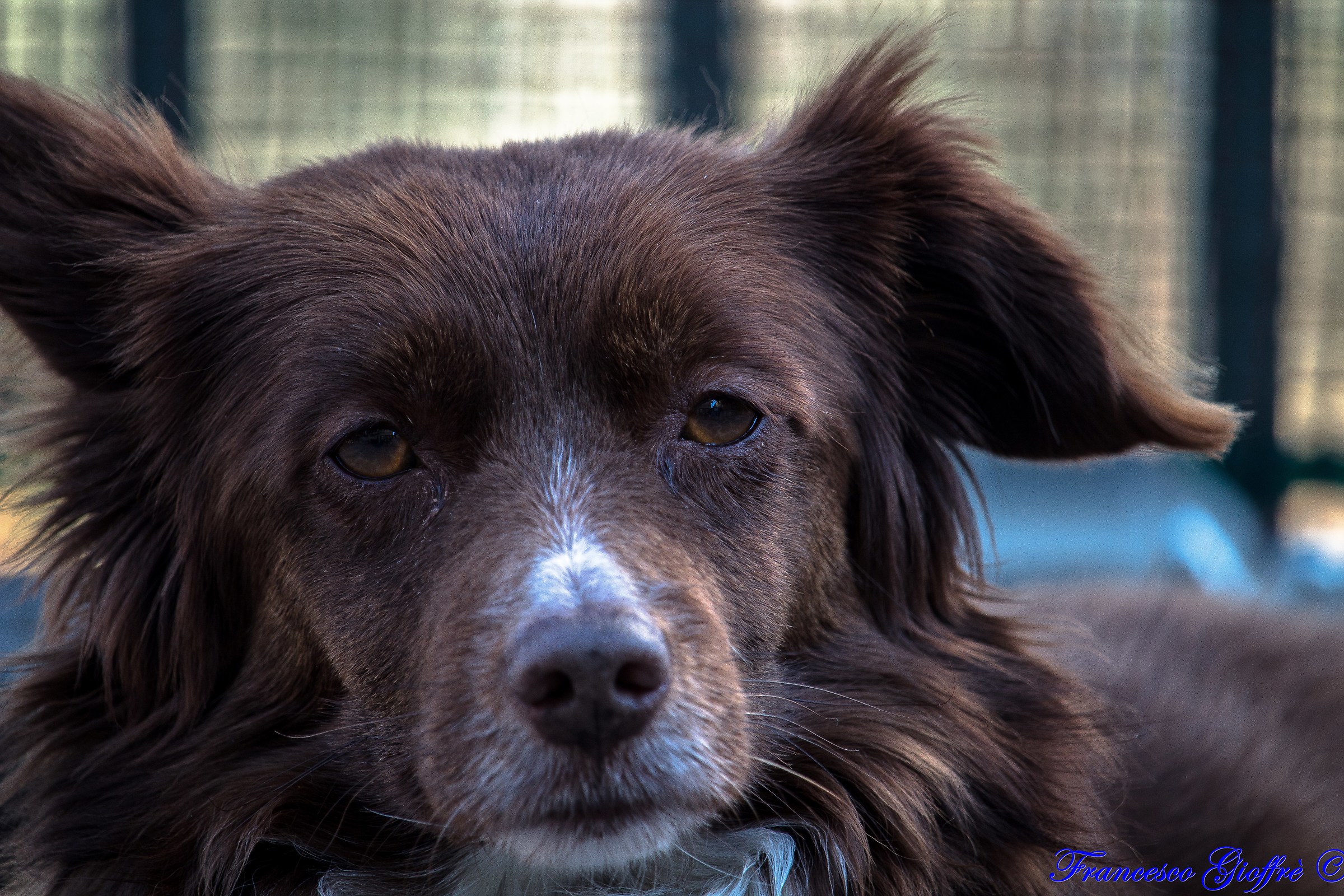 Peggy in primo piano