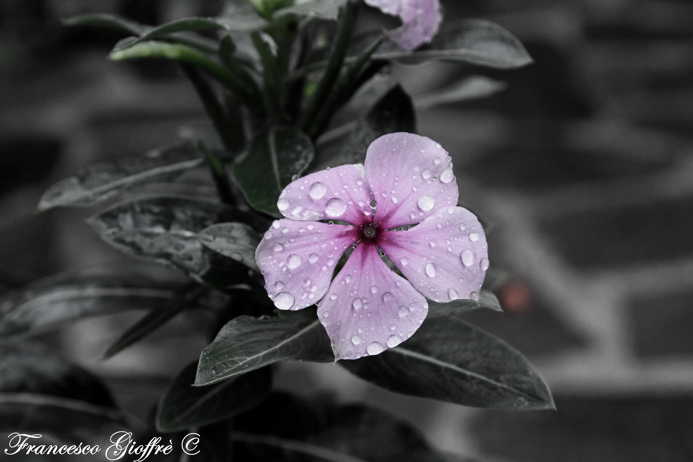 A pink flower in the rain