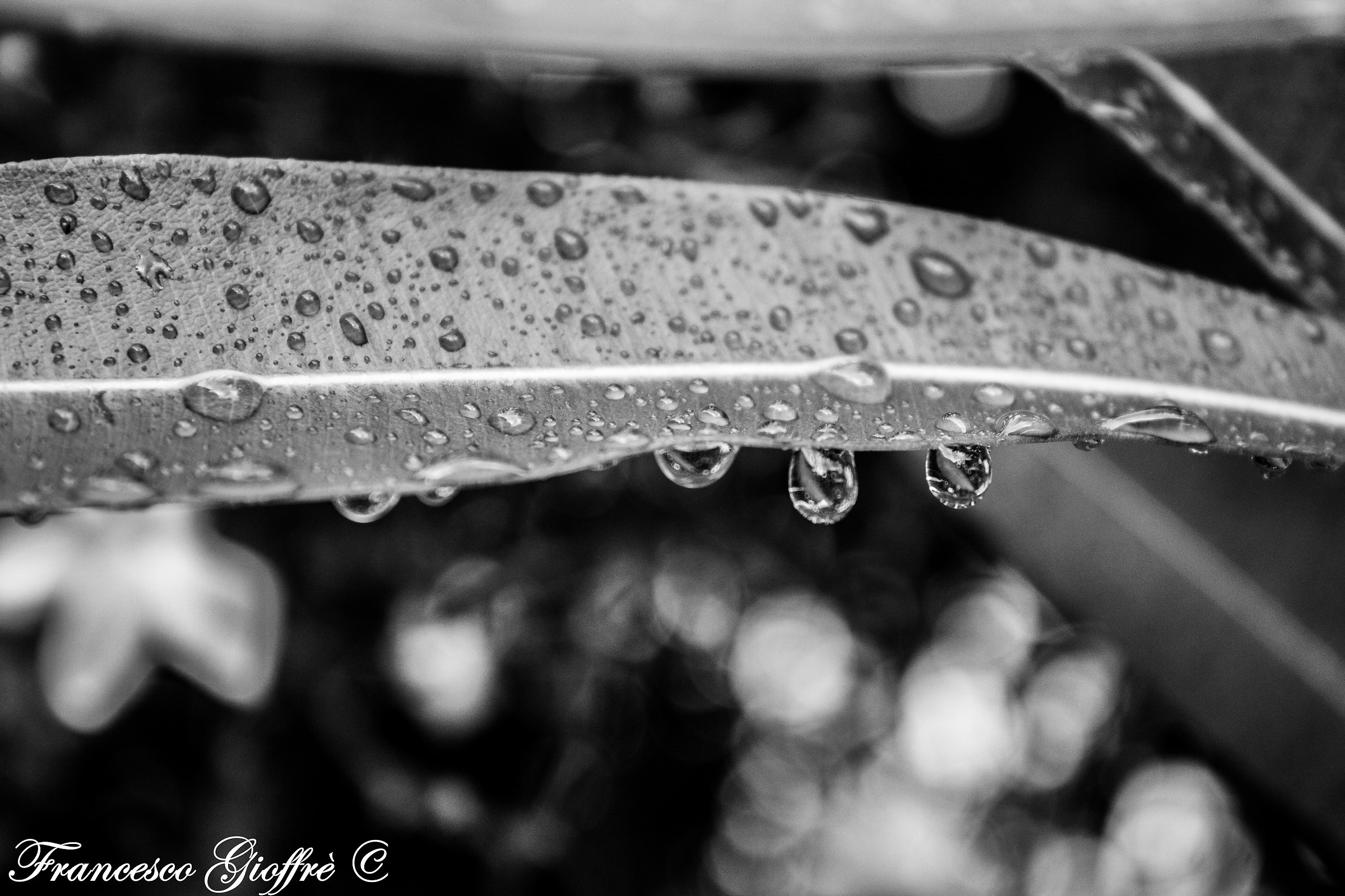 Gocce in bianco e nero