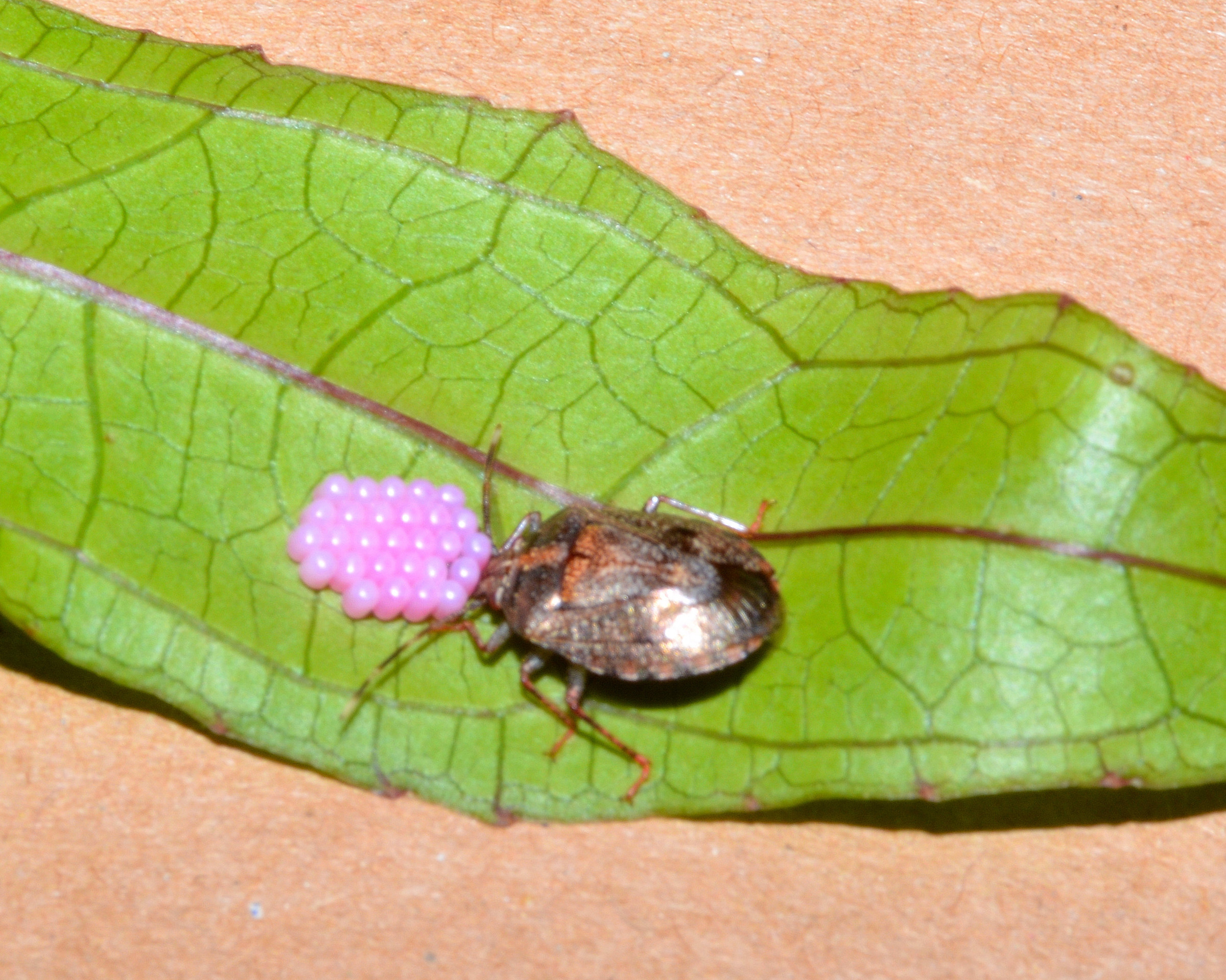 Stink-bug deporre le uova a matrice esagonale
