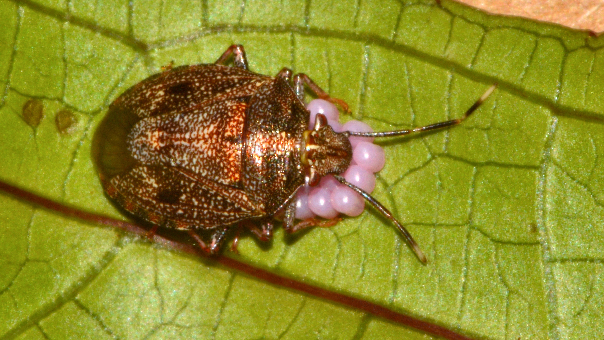 Stink-bug proteggere le uova