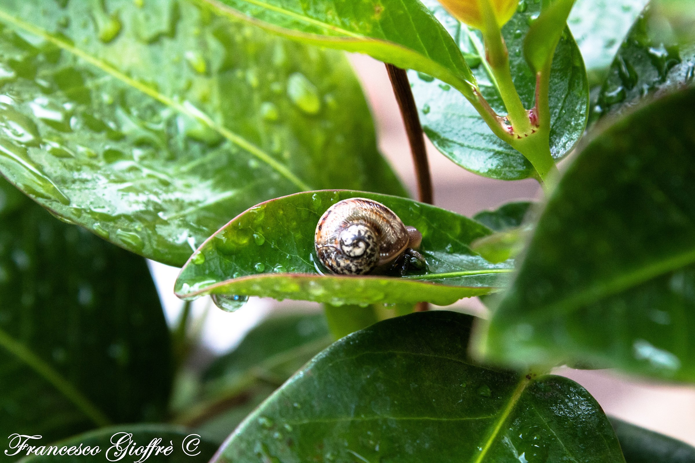 La lumachina sulla pianta