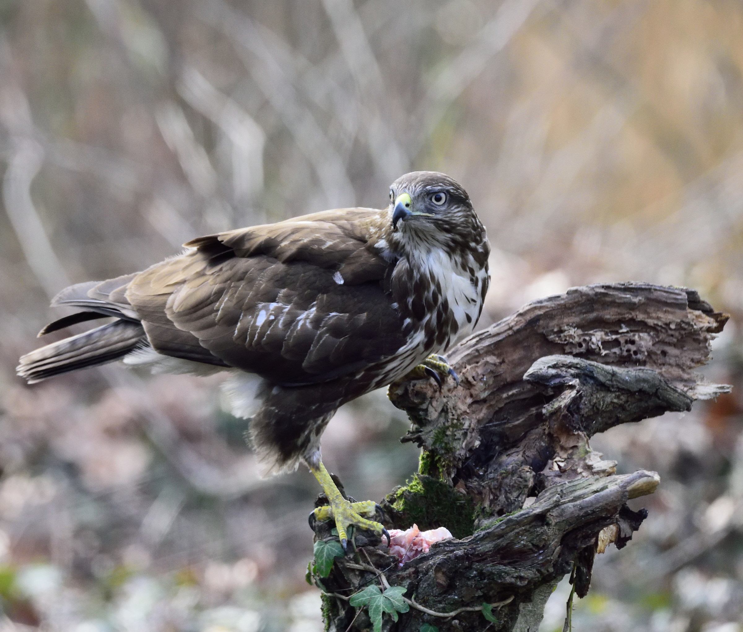 buzzard